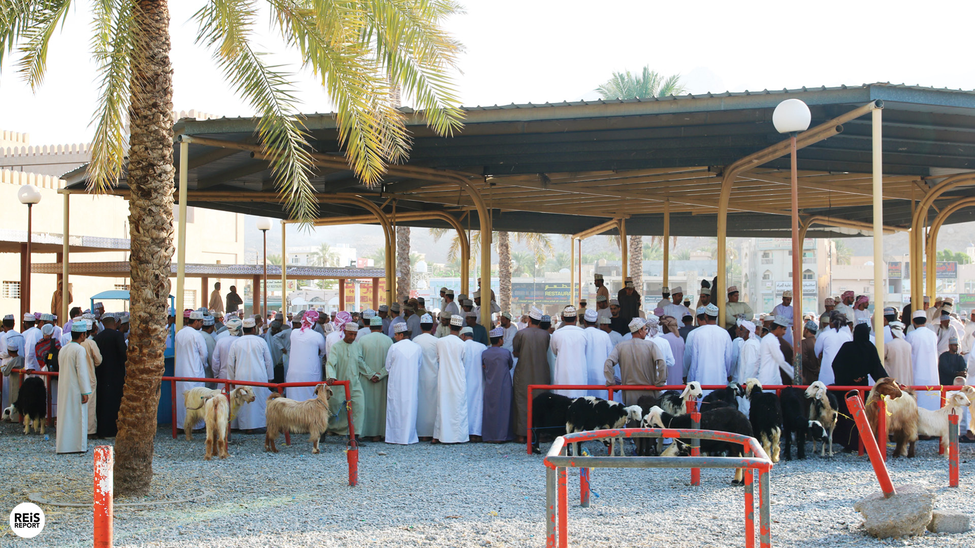nizwa geitenmarkt oman
