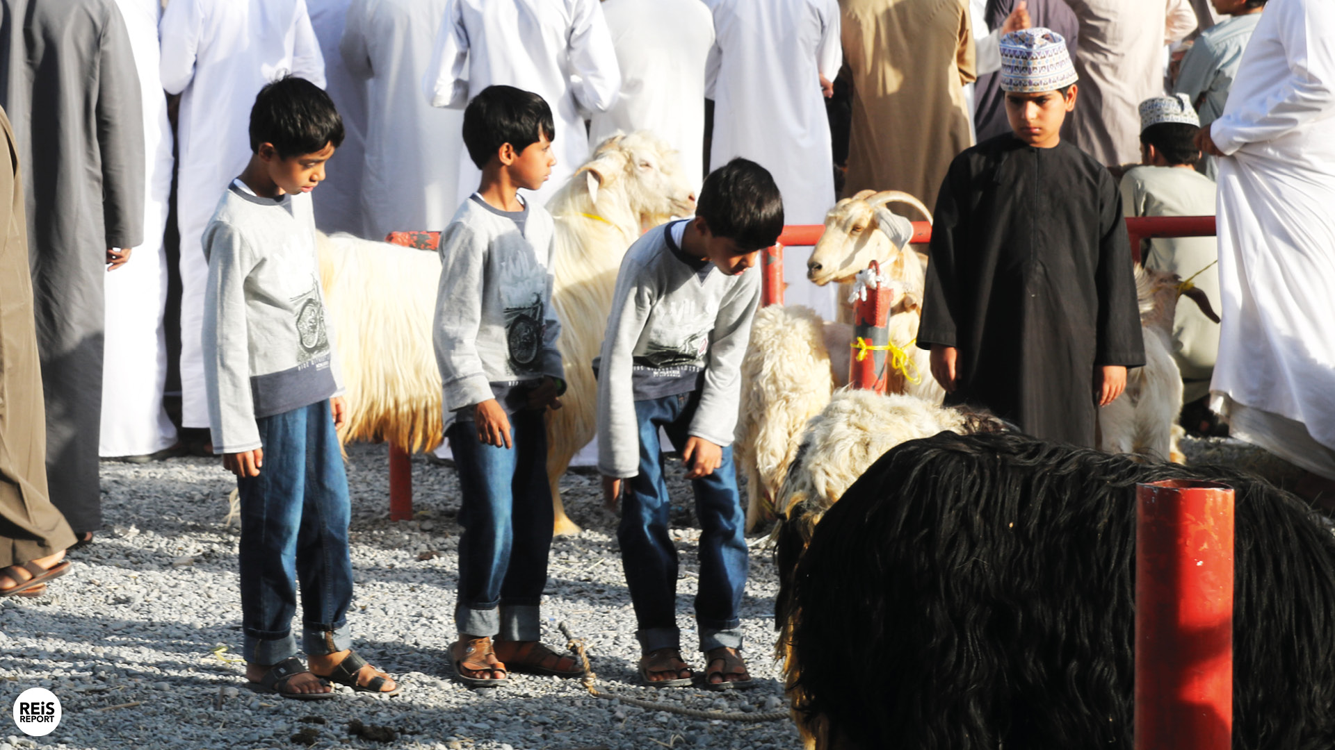 nizwa geitenmarkt oman