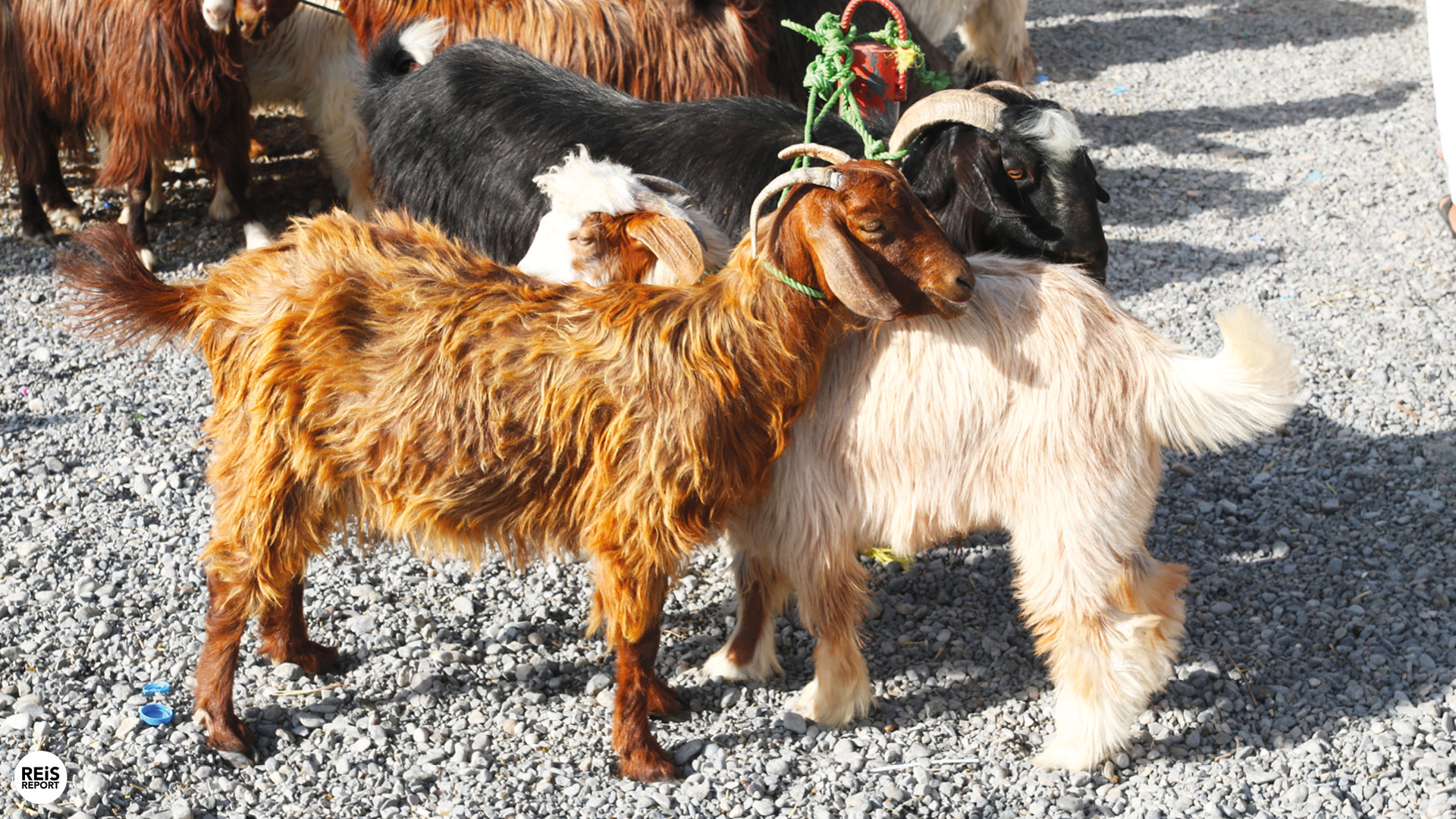 nizwa geitenmarkt oman