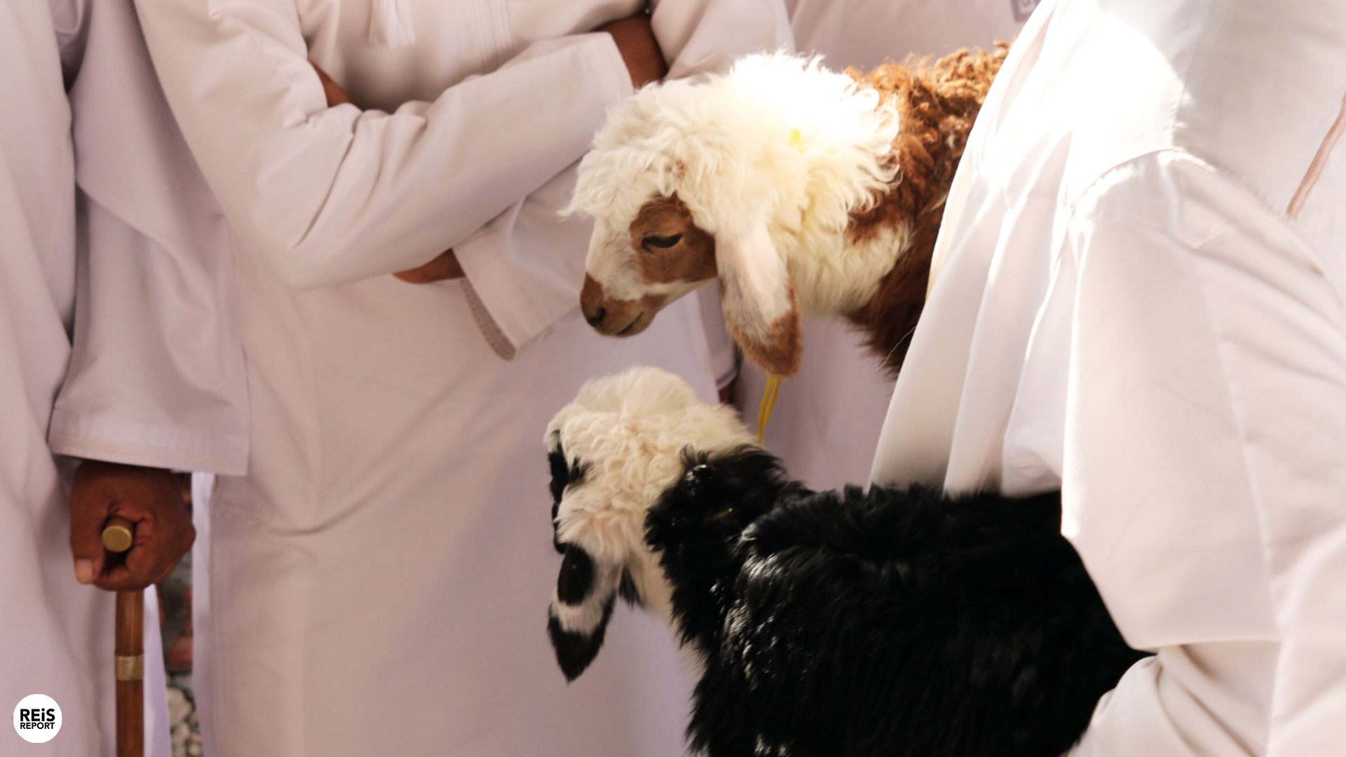 nizwa geitenmarkt oman