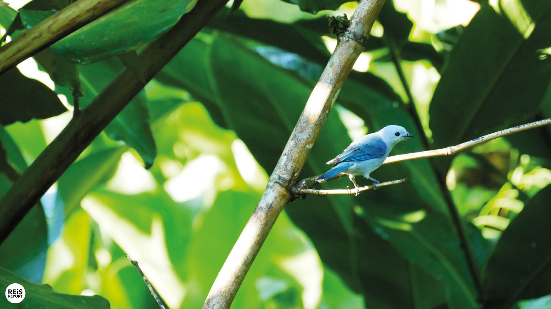 sarapiqui costa rica