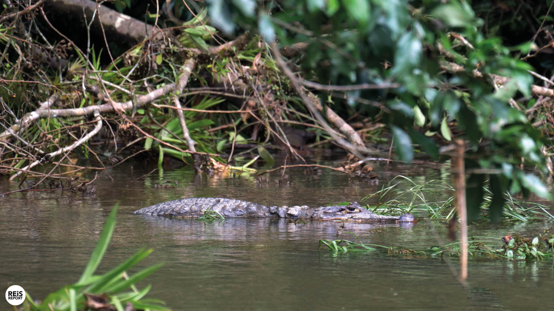 sarapiqui costa rica boottocht