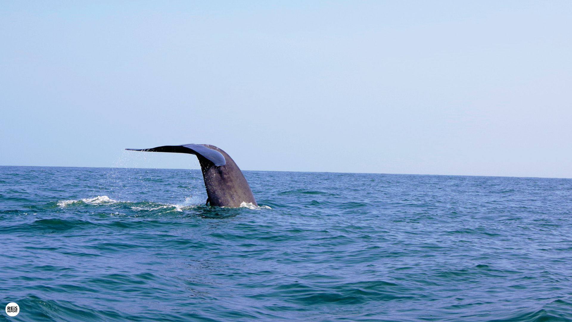 trincomalee walvissen spotten sri lanka