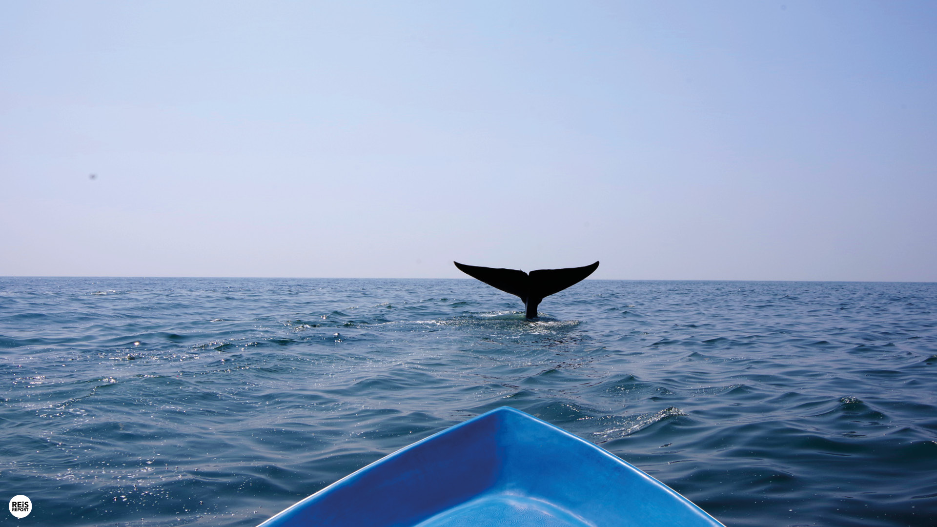 sri lanka walvissen spotten