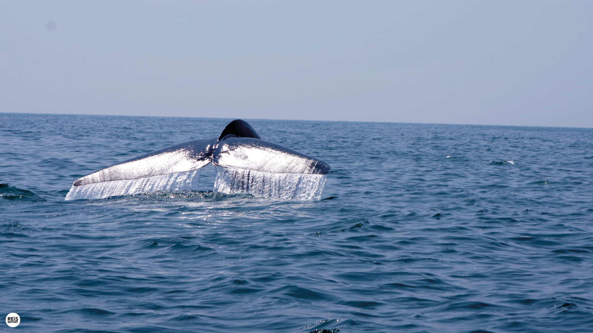 sri lanka walvissen spotten