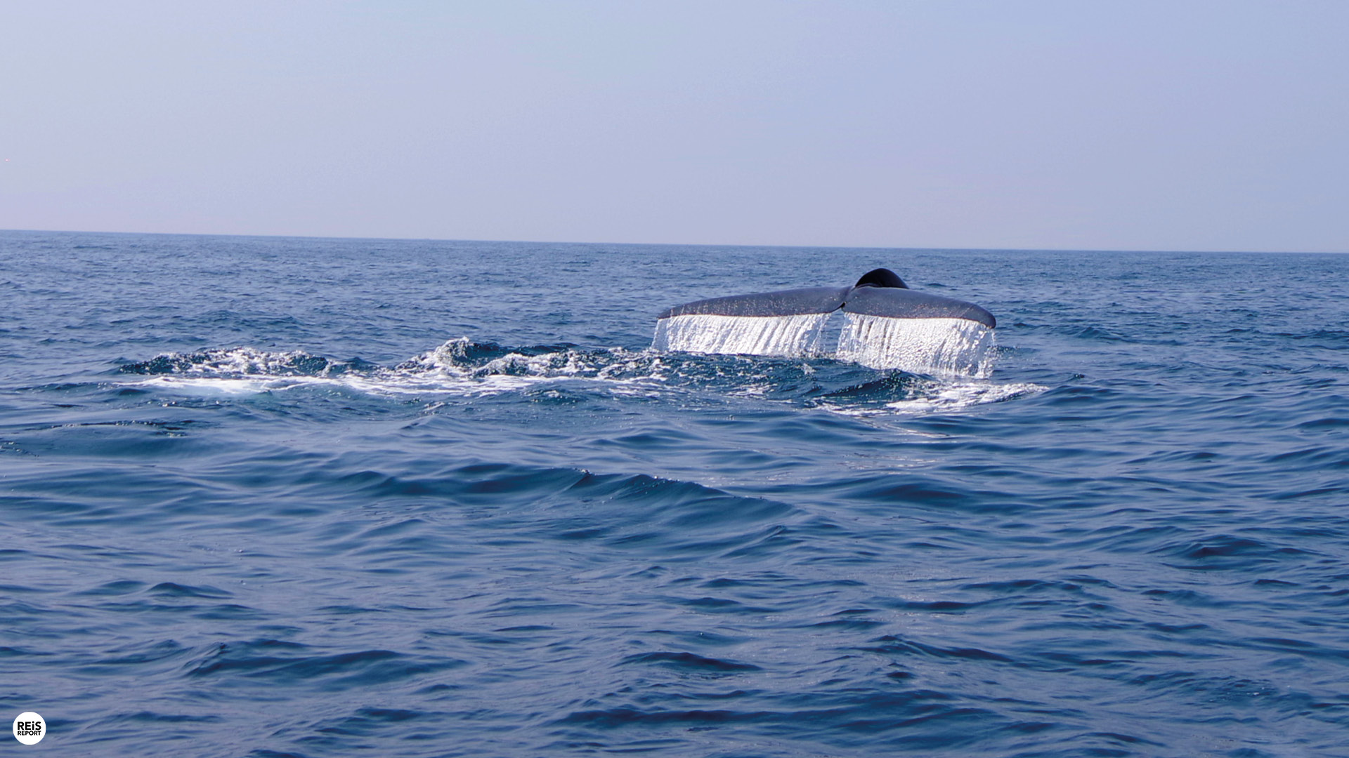 sri lanka walvissen spotten mirissa