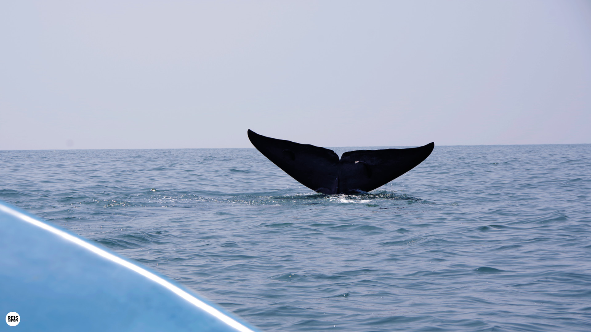 sri lanka walvissen spotten mirissa
