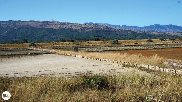 ulcinj salinas flamingos