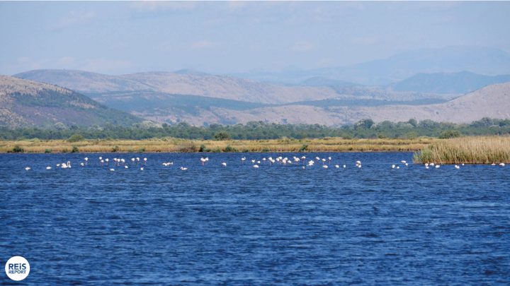 ulcinje salinas flamingos