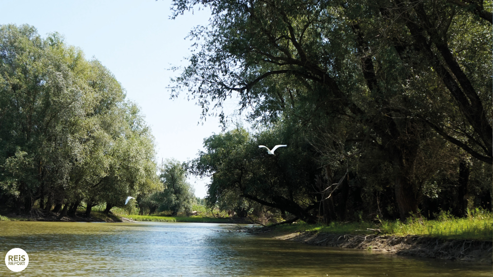 Kopački Rit kroatie natuurpark