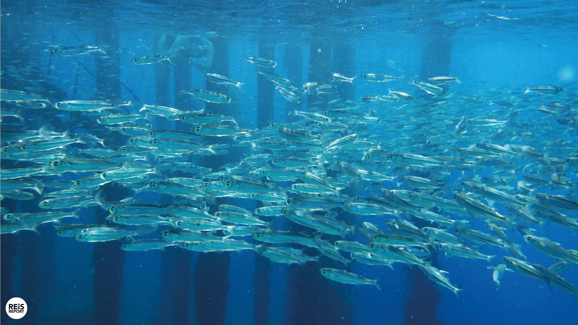 aqaba jordanie duiken snorkelen