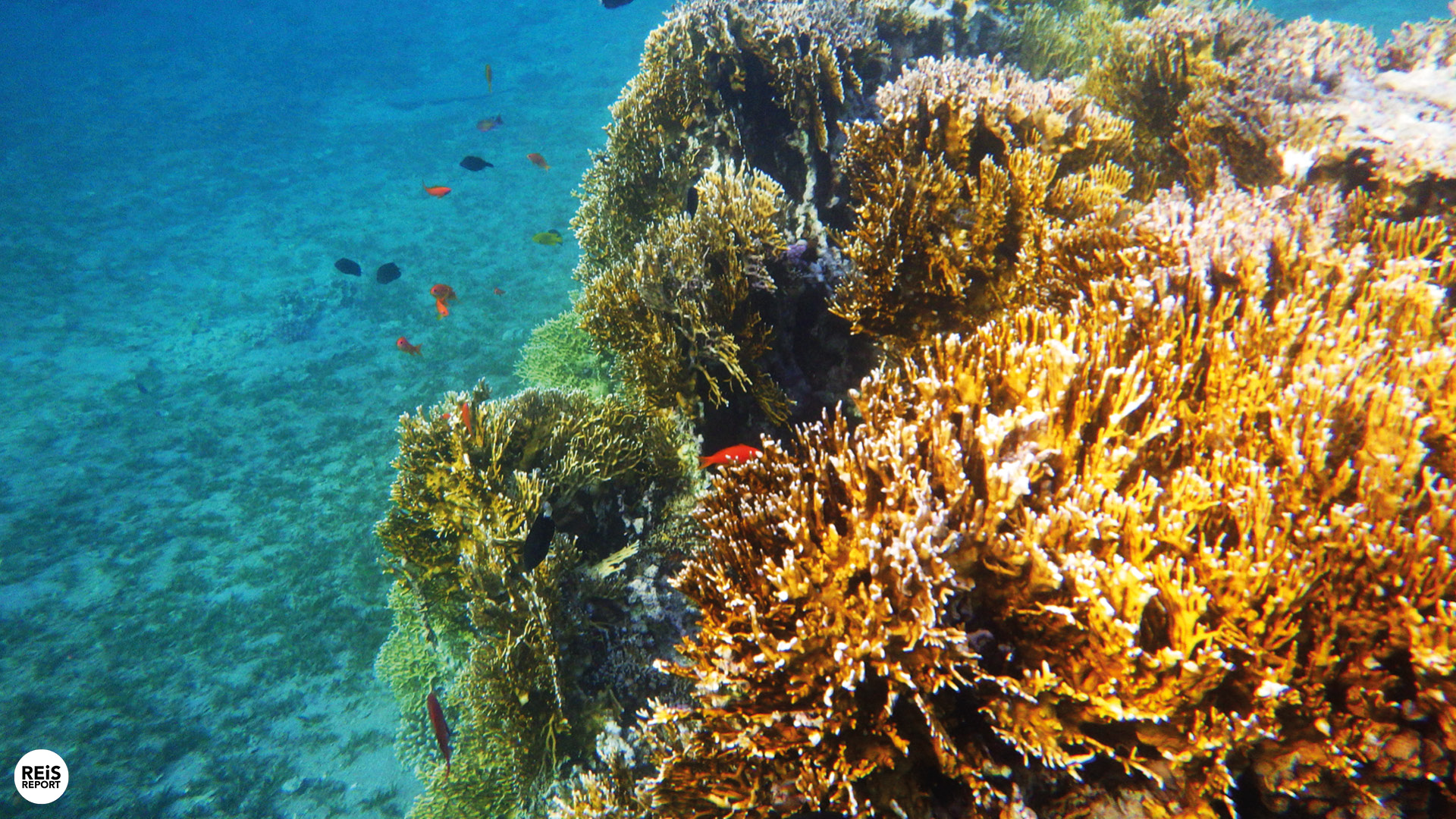 aqaba jordanie duiken snorkelen