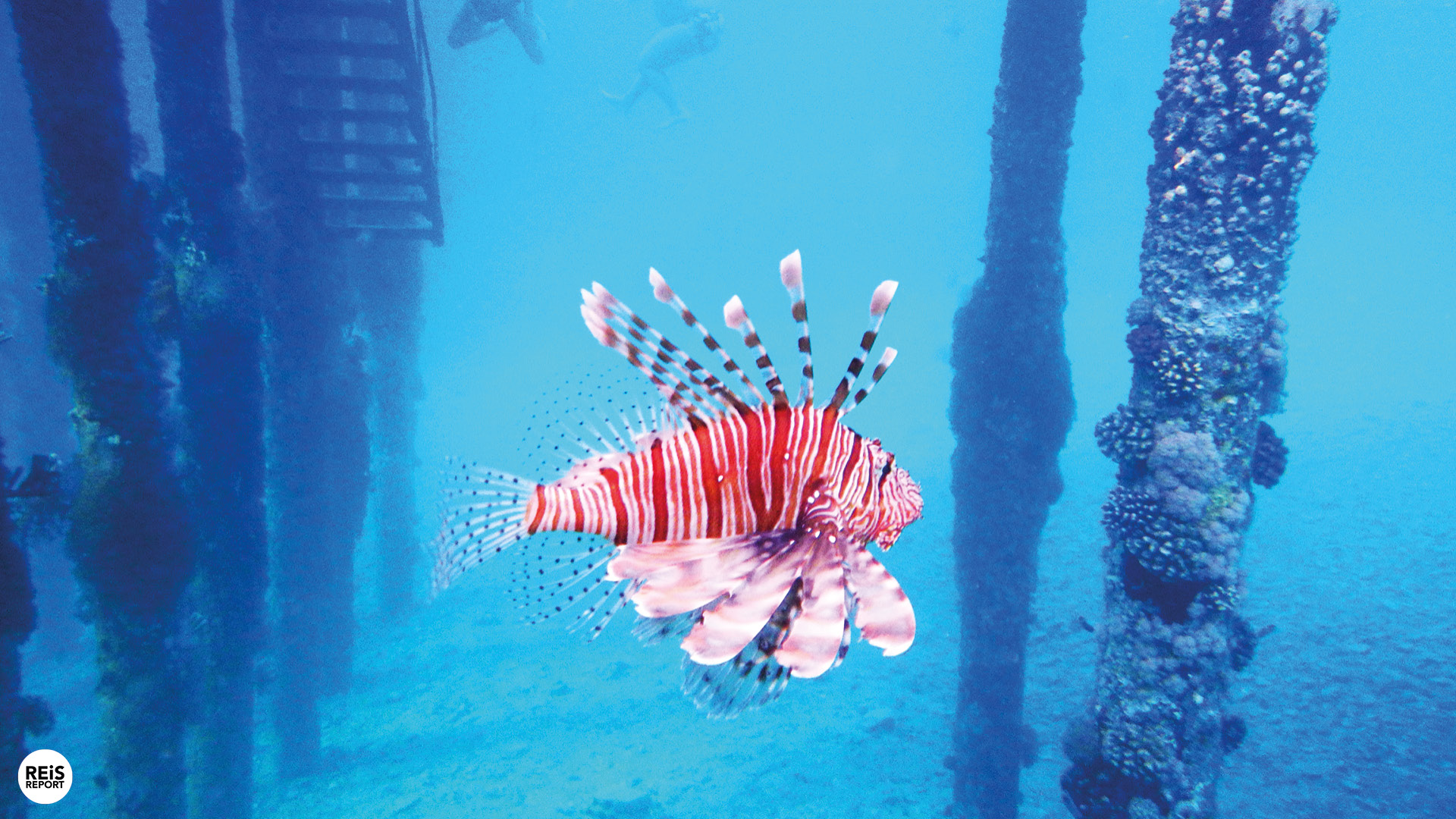 aqaba jordanie duiken snorkelen