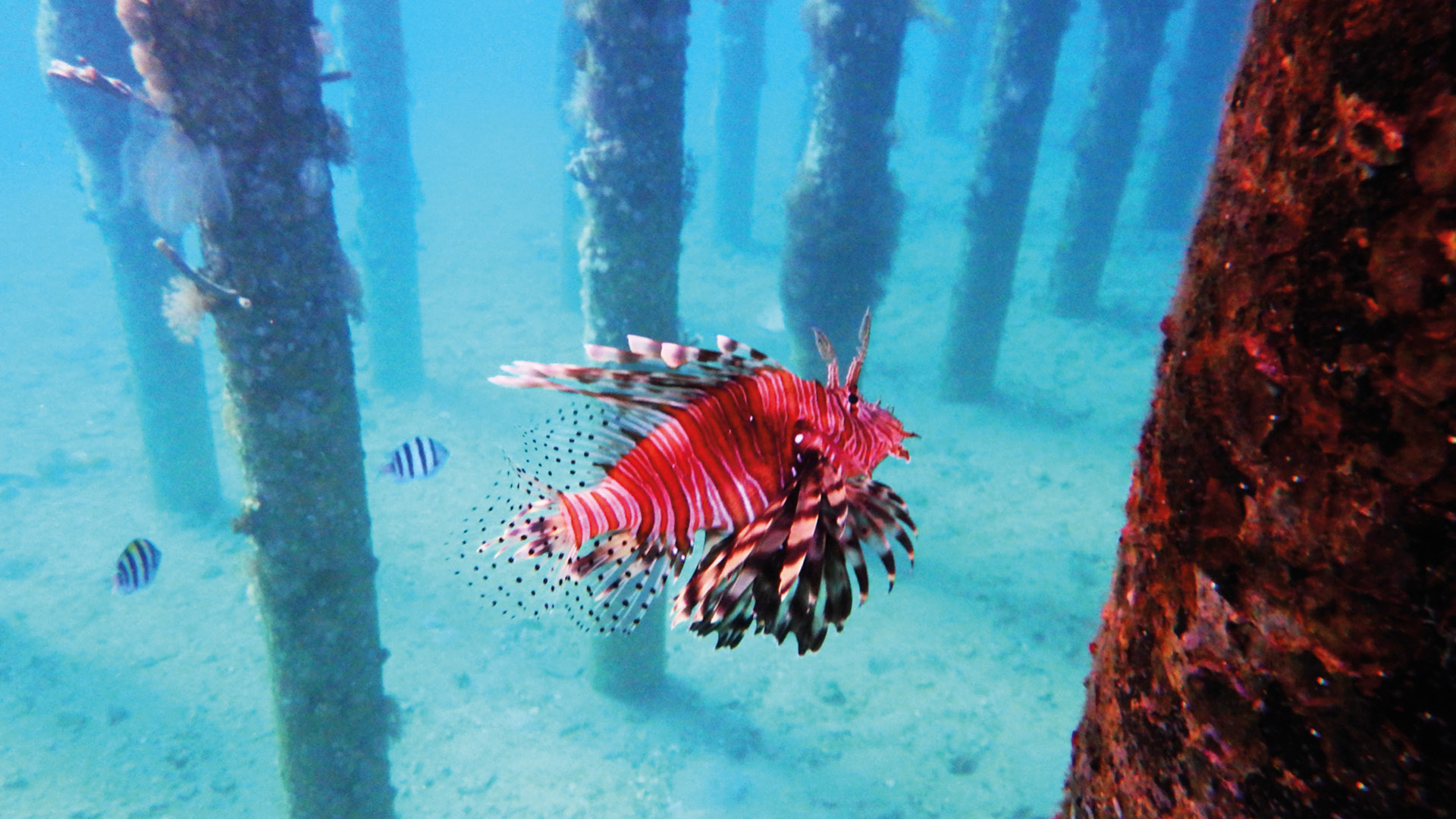 aqaba jordanie duiken snorkelen
