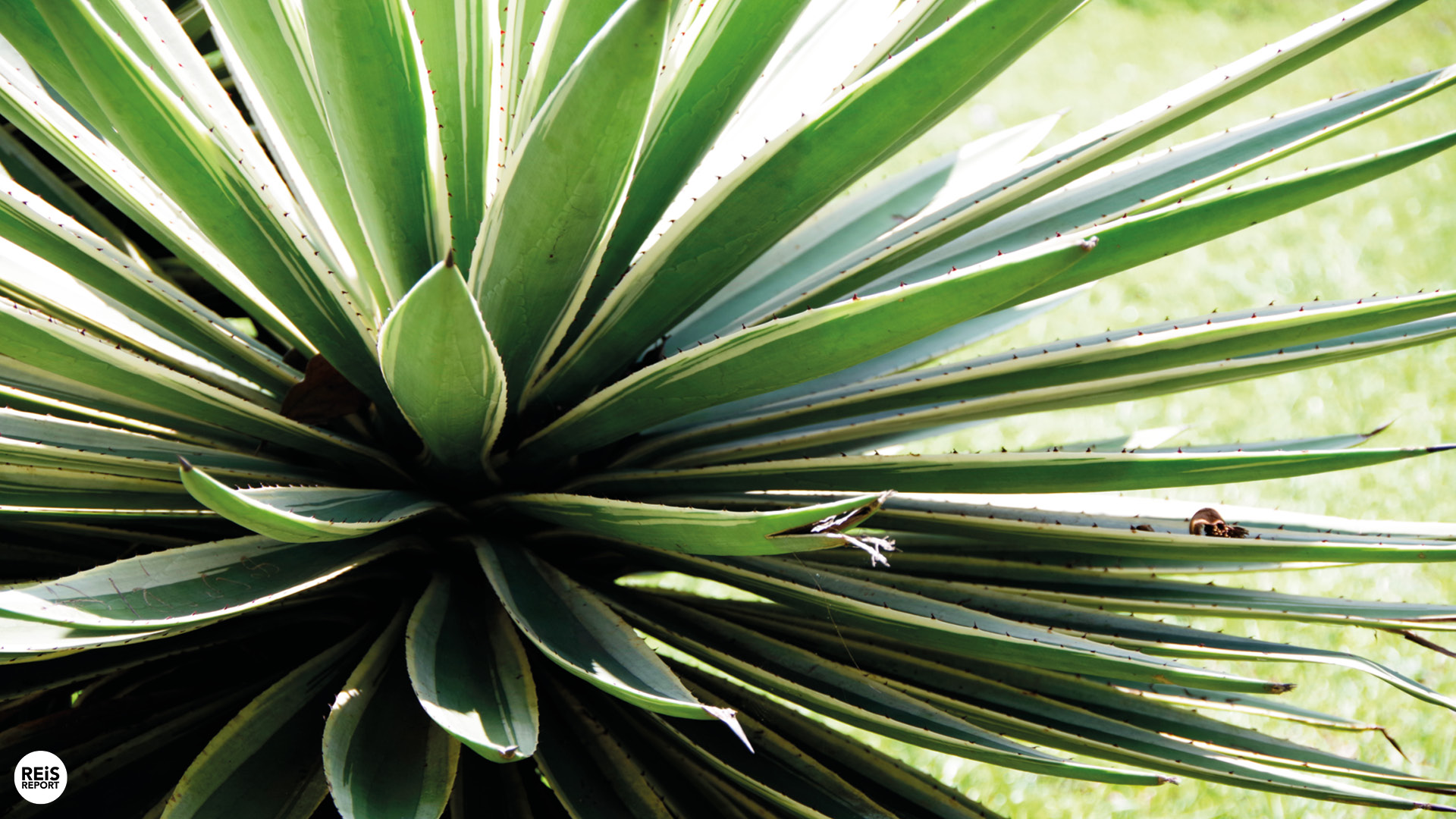 kandy botanische tuin