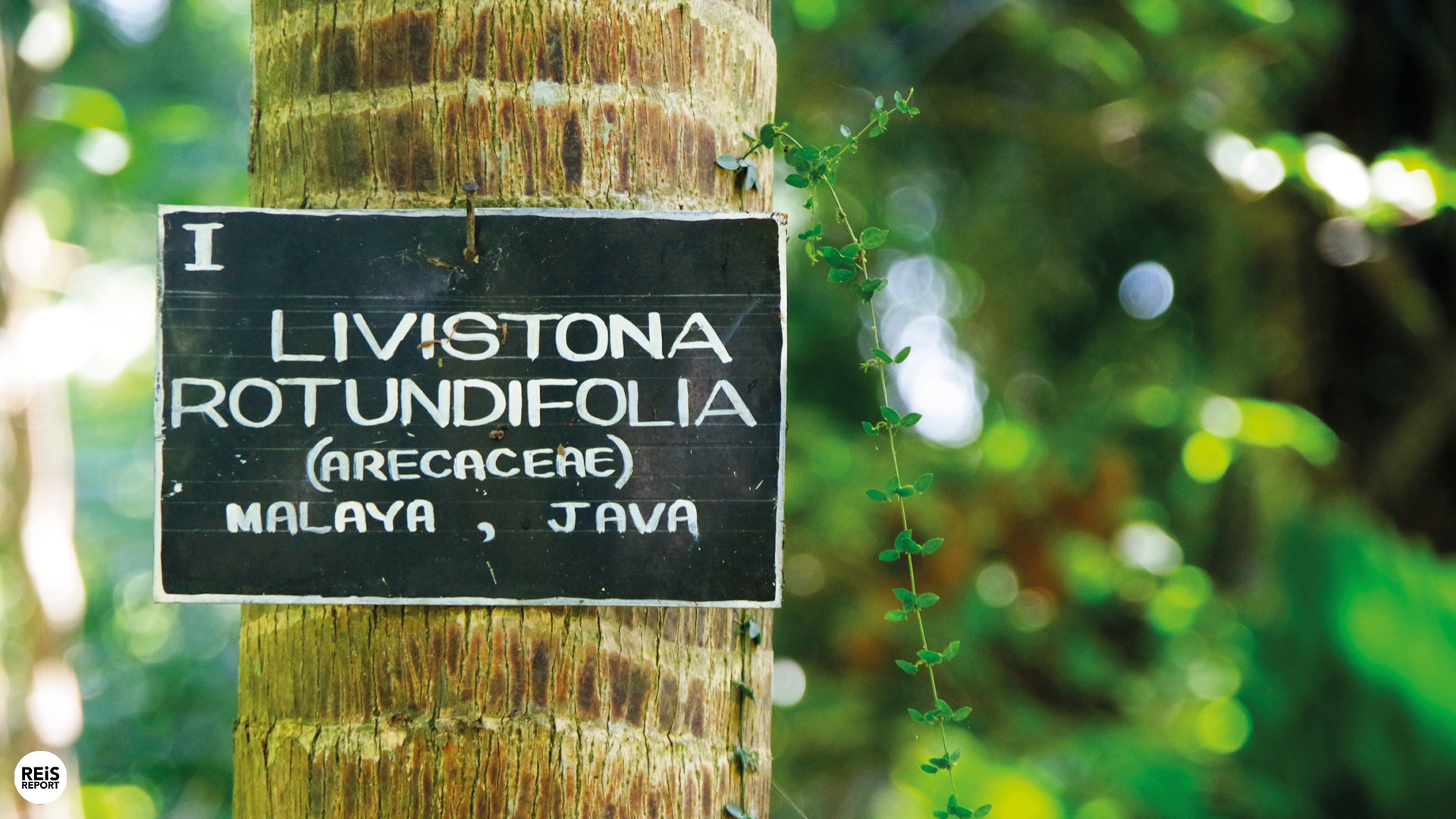 kandy botanische tuin