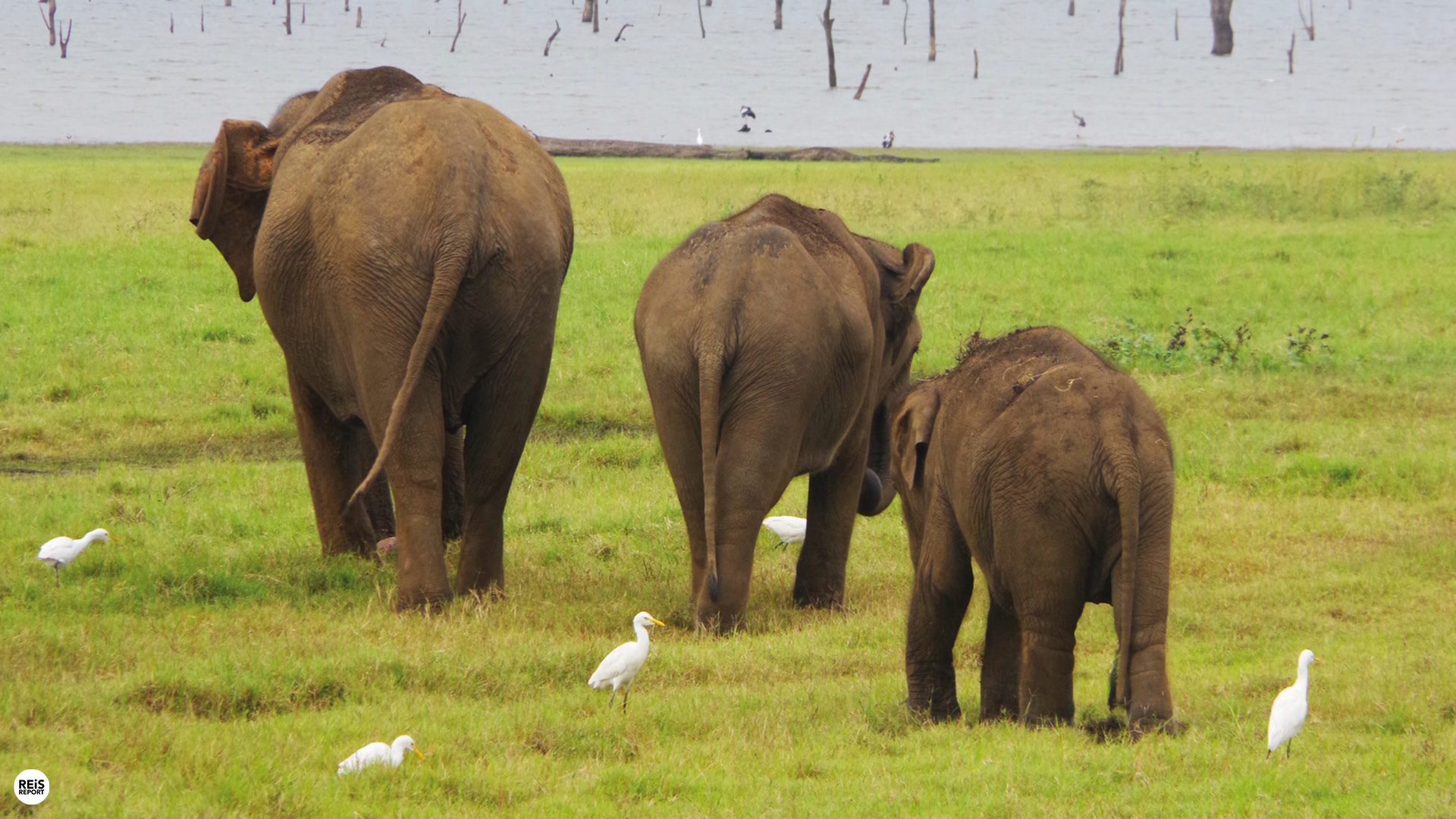 kaudulla nationaal park entreeticket