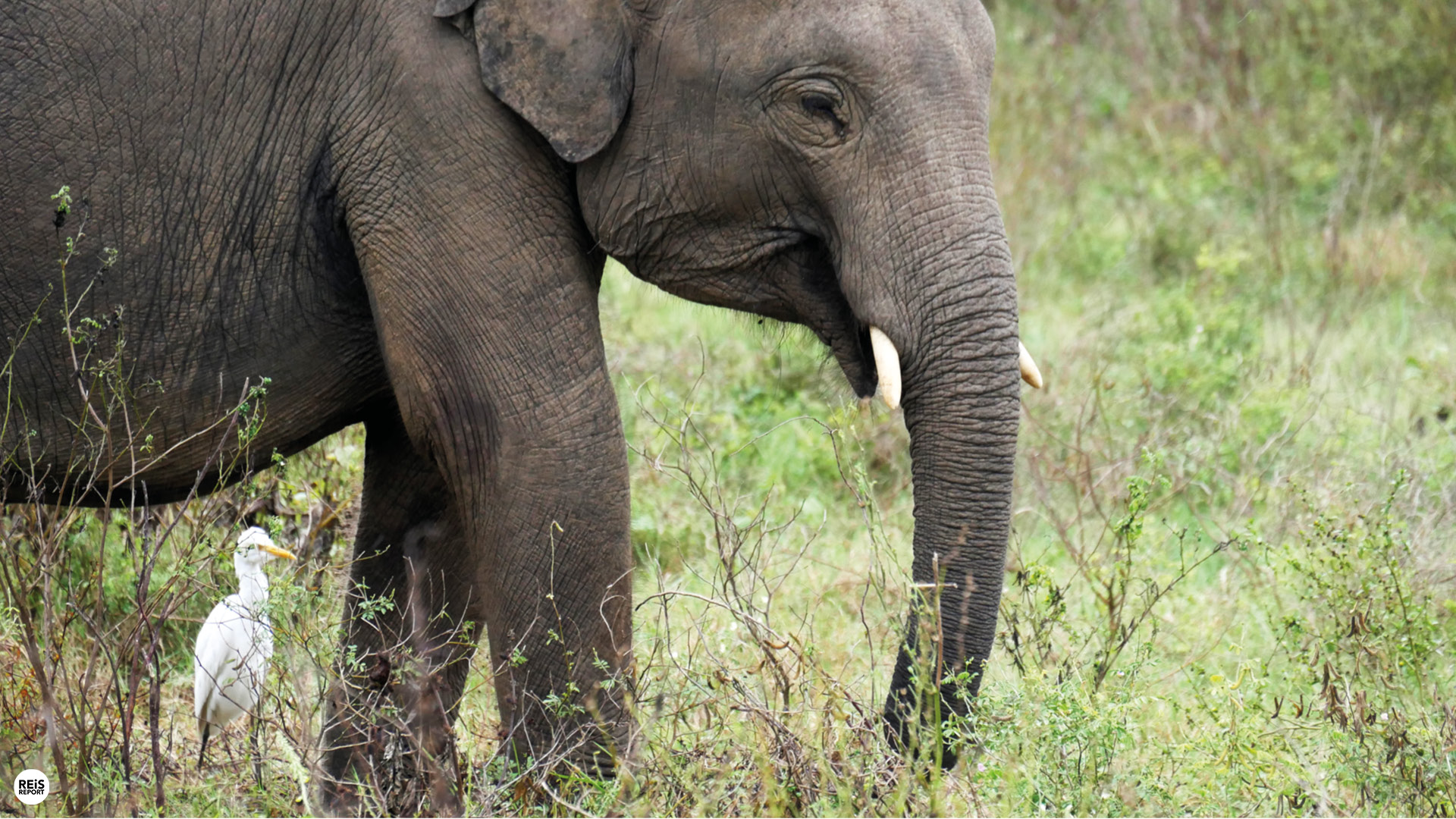 kaudulla nationaal park jeep safari sri lanka