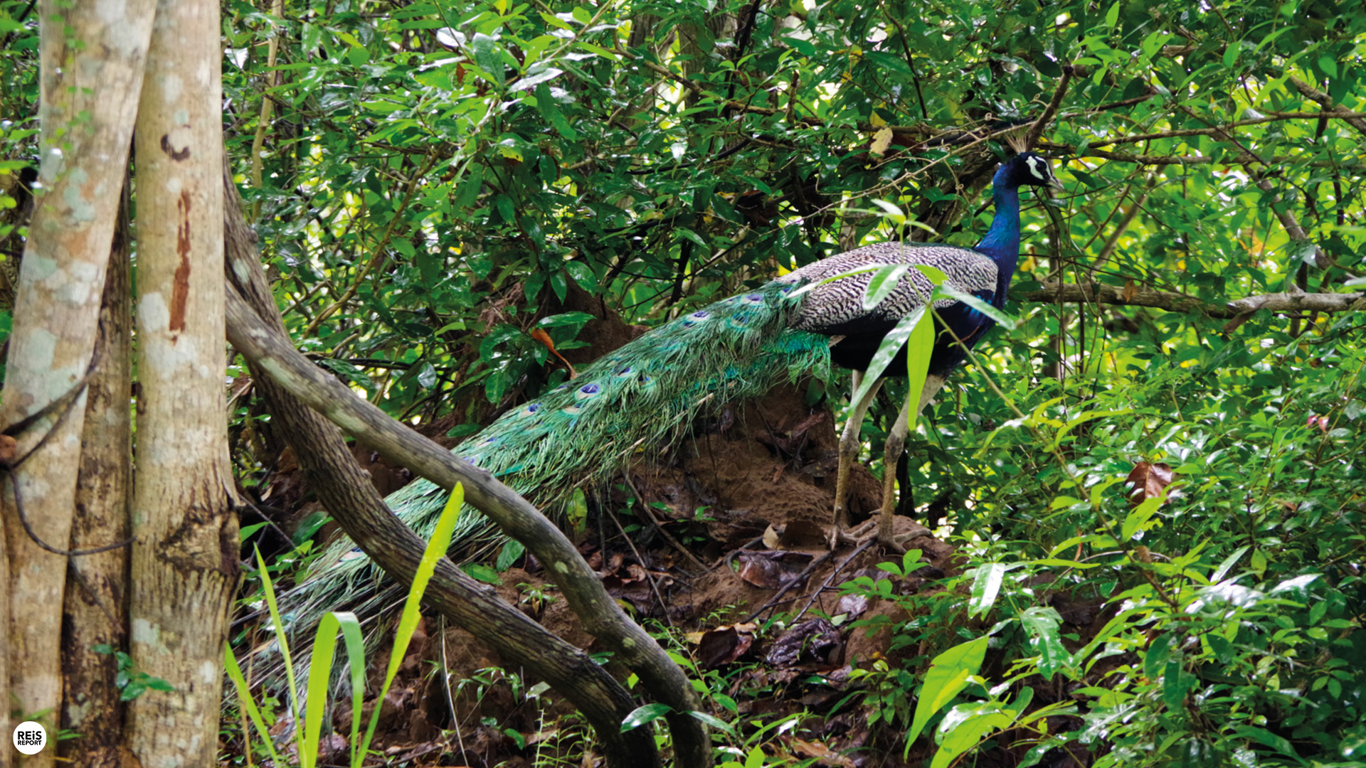 kaudulla nationaal park jeep safari sri lanka