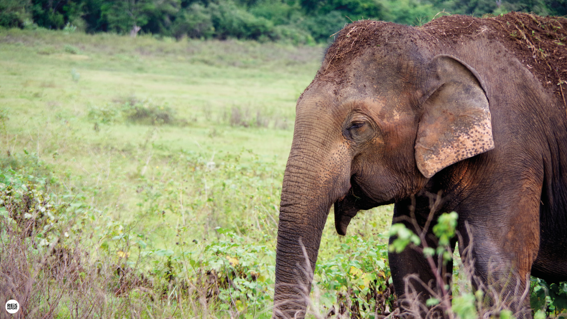 kaudulla national park