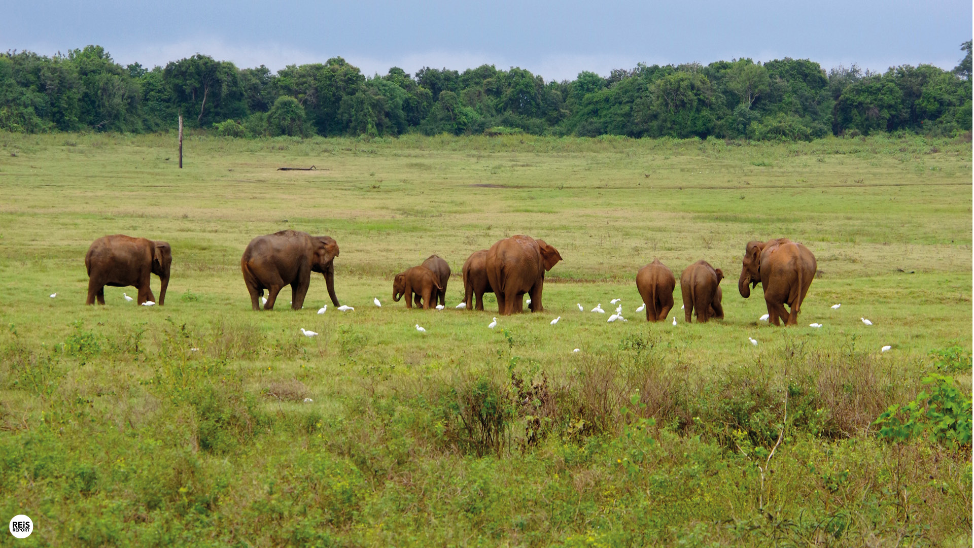 kaudulla nationaal park entreeticket