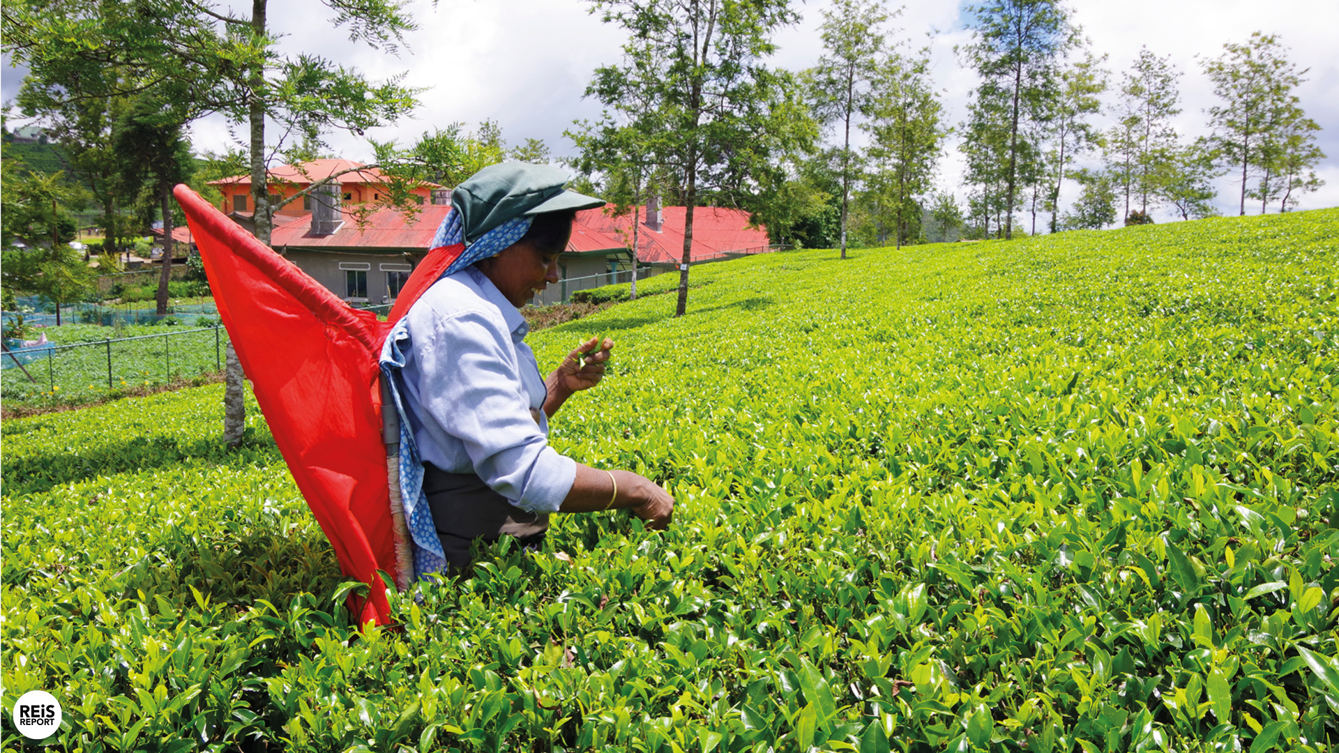 nuwara eliya theeplukkers sri lanka
