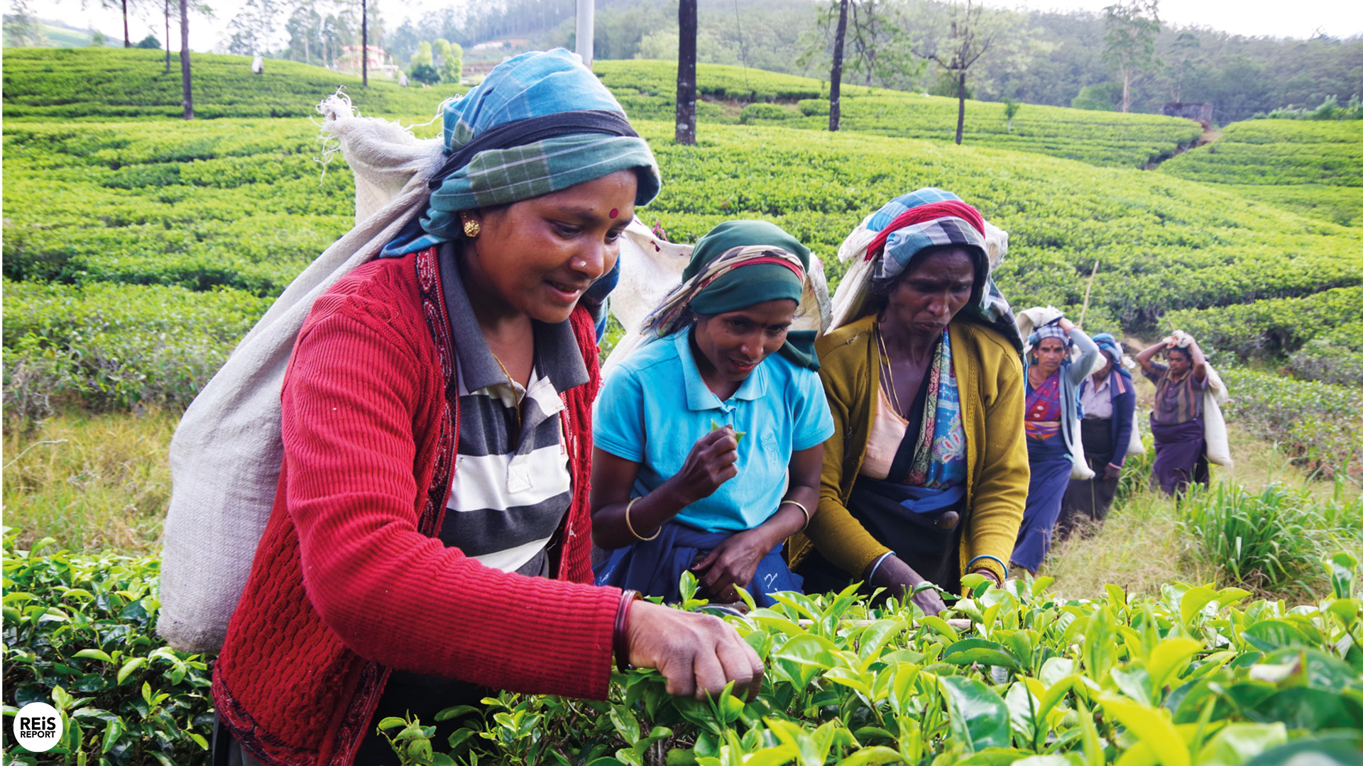 nuwara eliya theeplukkers sri lanka
