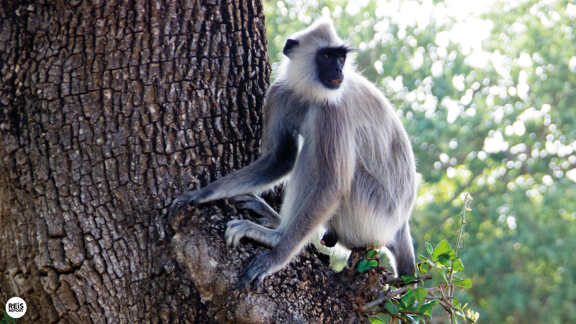 yala nationaal park sri lanka