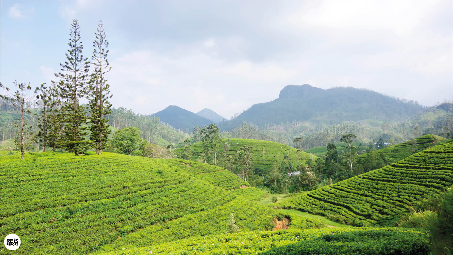 sri lanka rondreis 14 dagen beste route