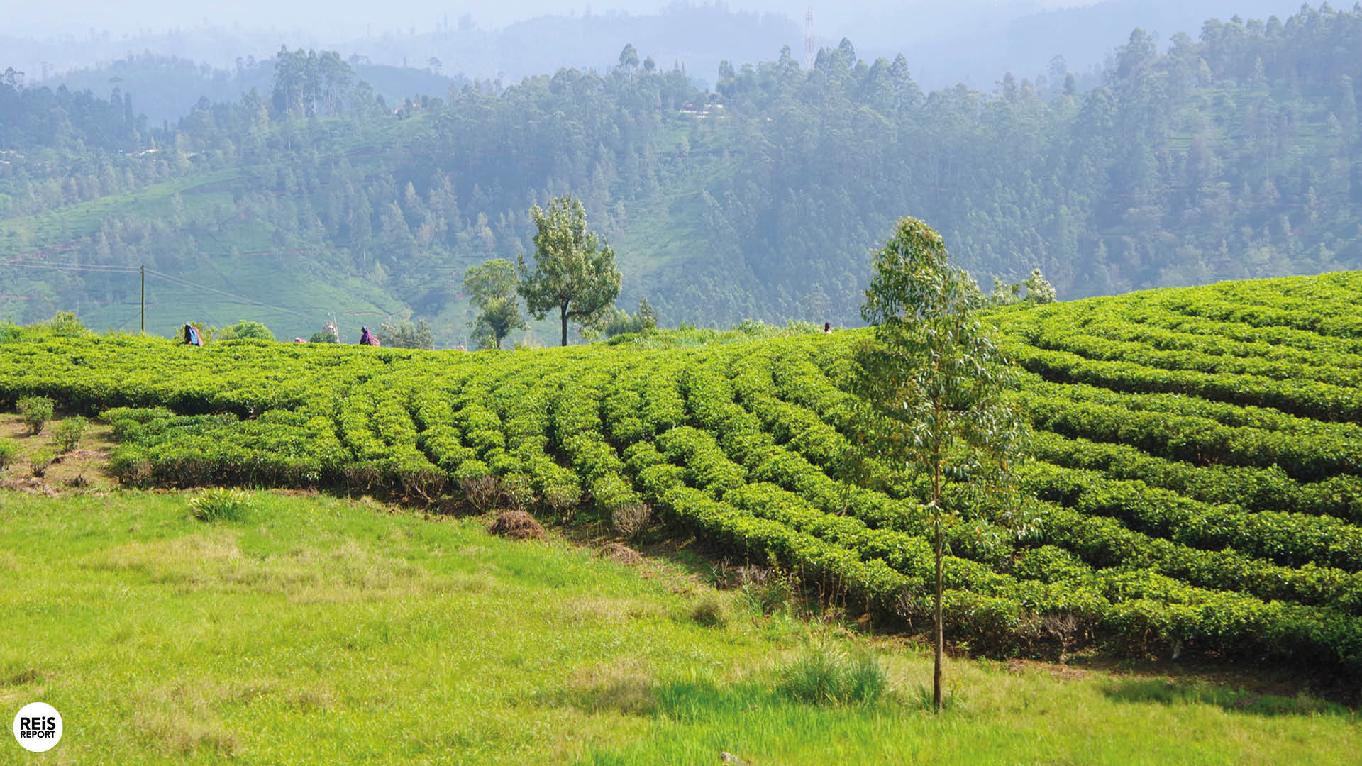 treinreis sri lanka foto's