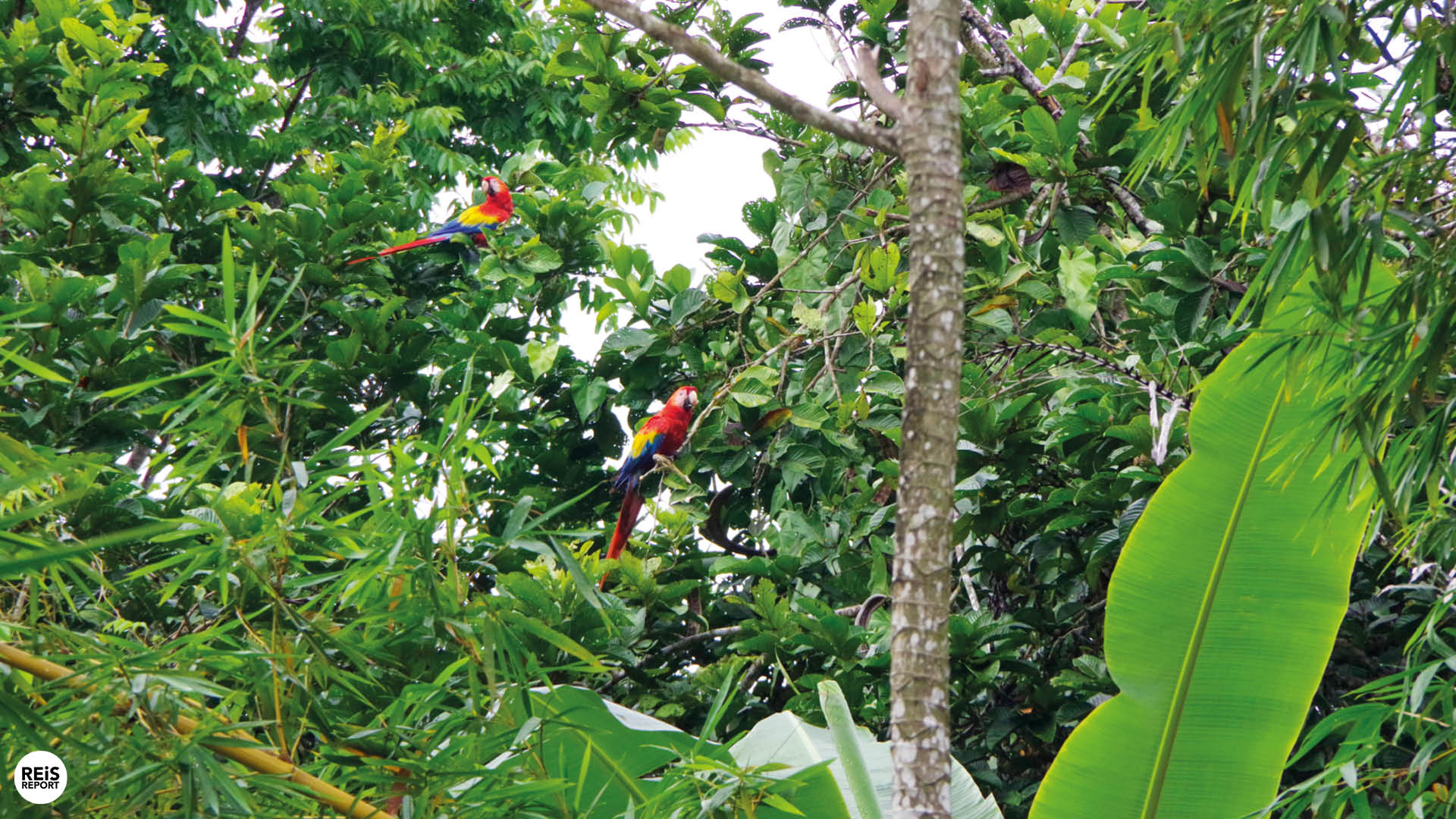 treehouse costa rica