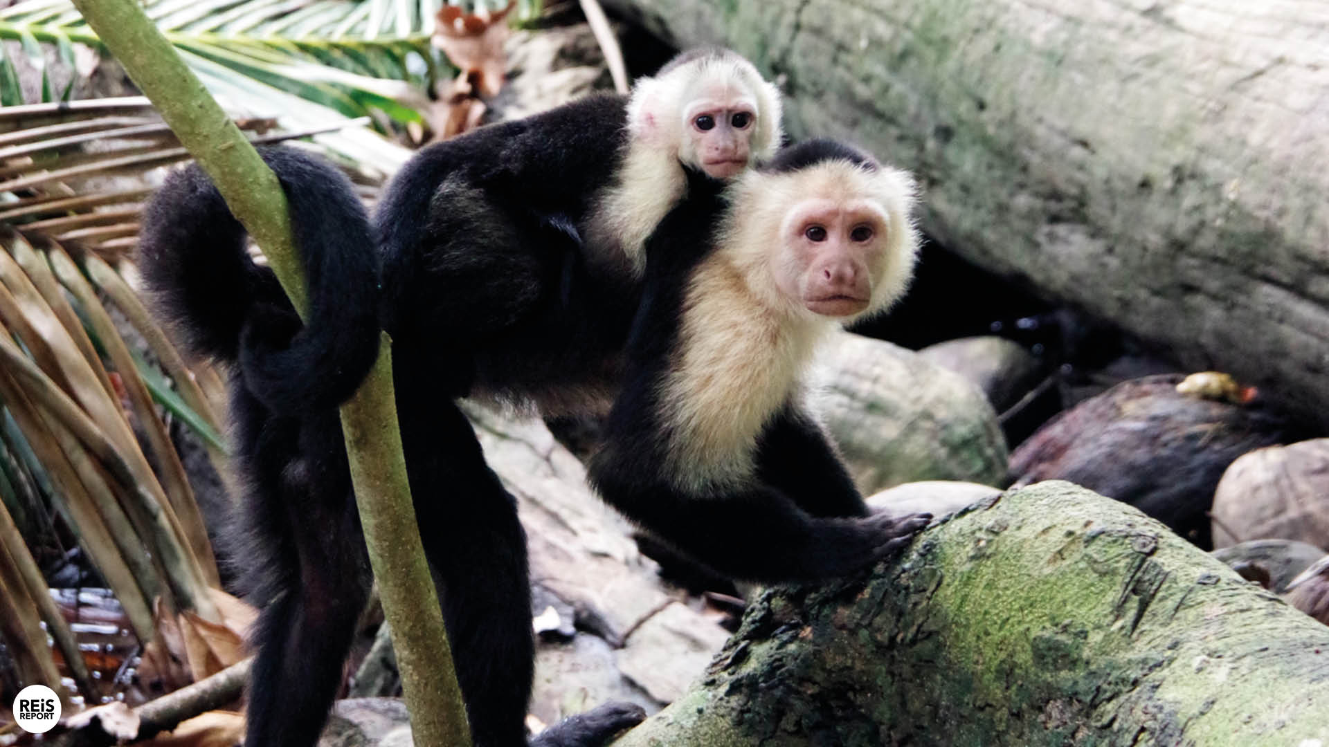 cahuita nationaal park
