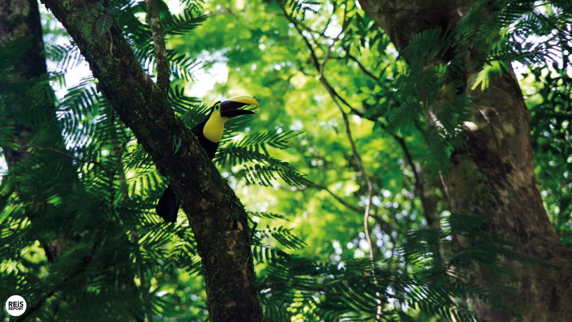 tortuguero dieren spotten