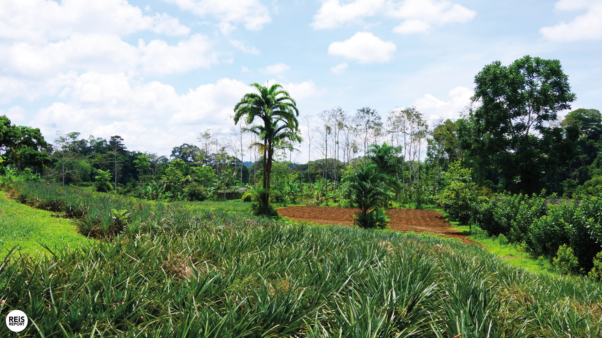 excursie costa rica ananasboer