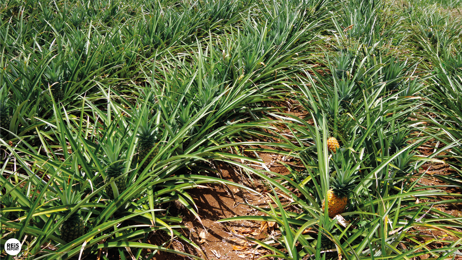 excursie costa rica ananas