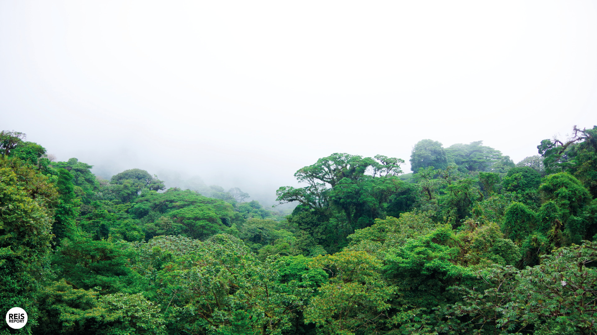 monteverde hangbruggen costa rica
