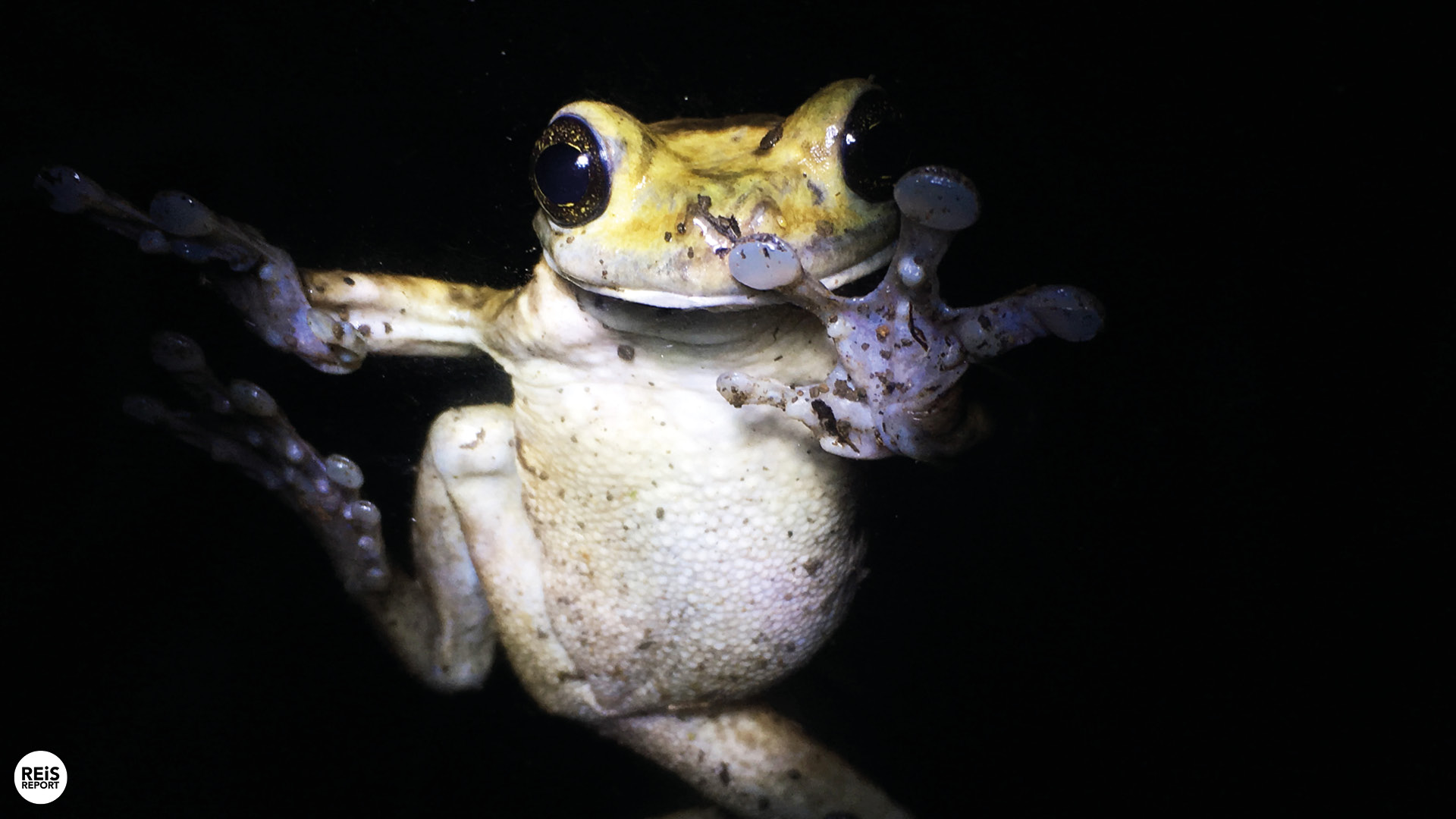 monteverde kikker museum
