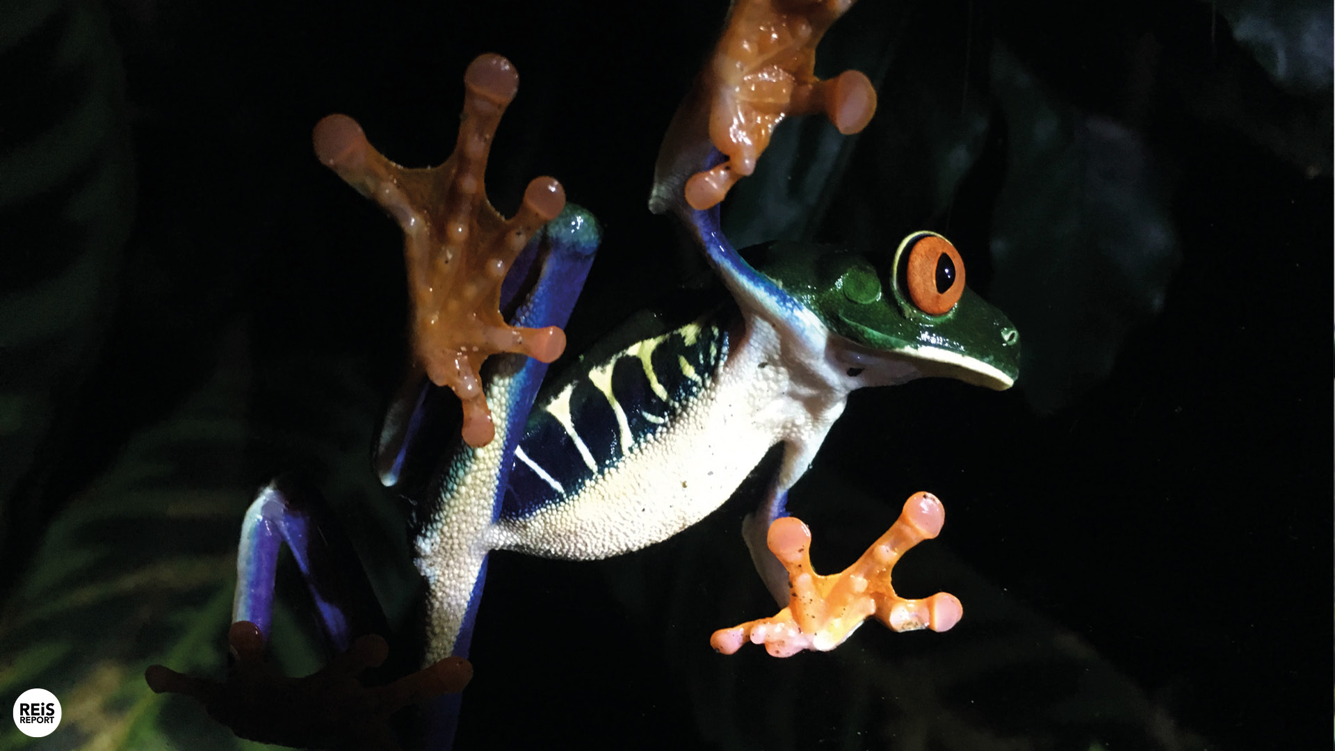 monteverde kikker museum