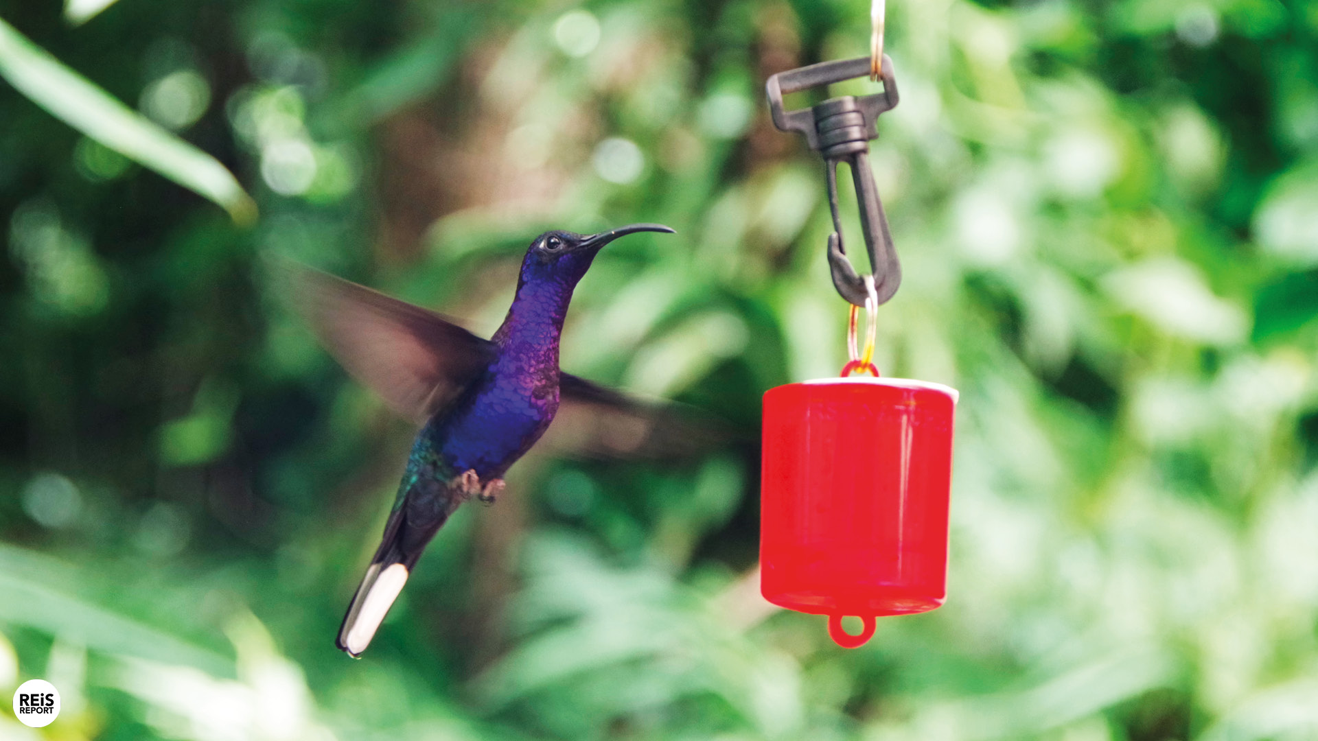 monteverde kolibrietuin