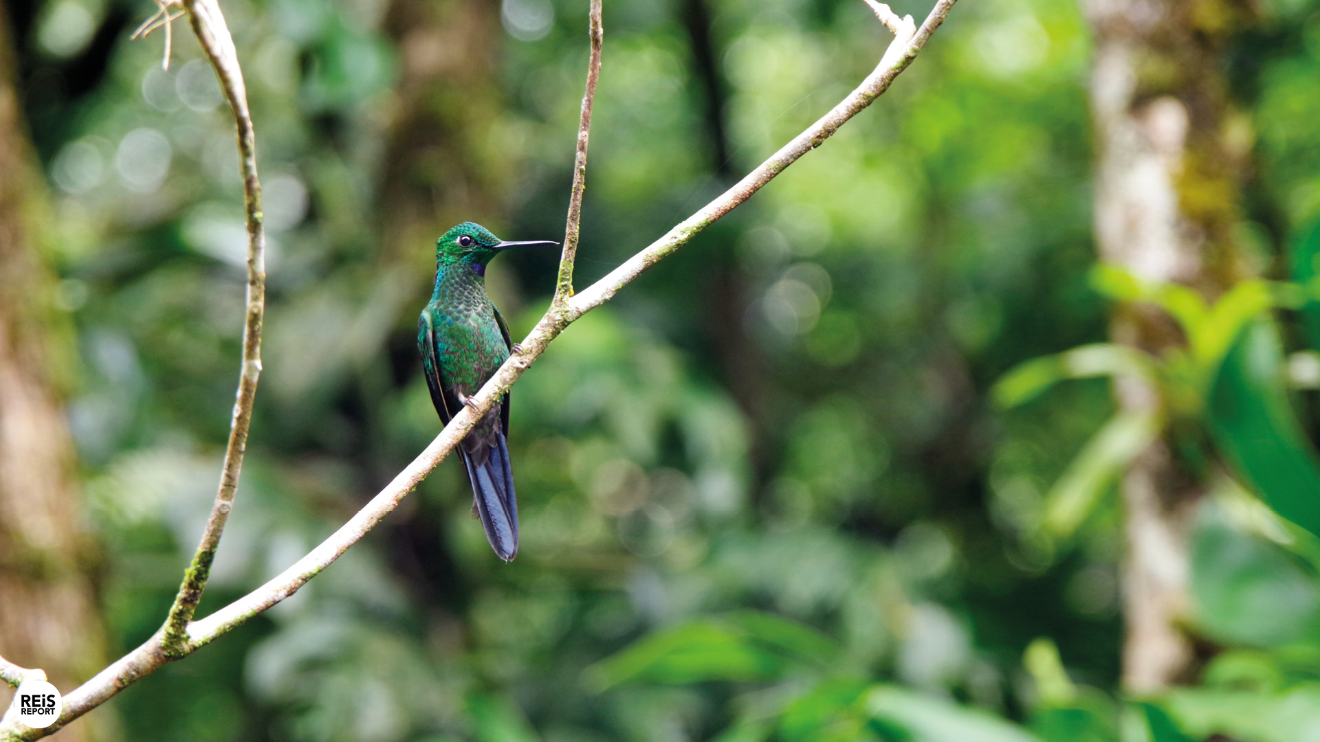 monteverde kolibrietuin