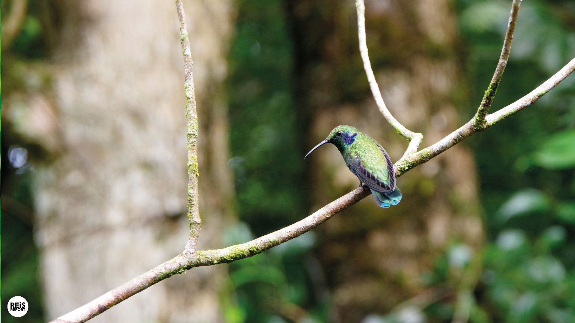 costa rica kolibries