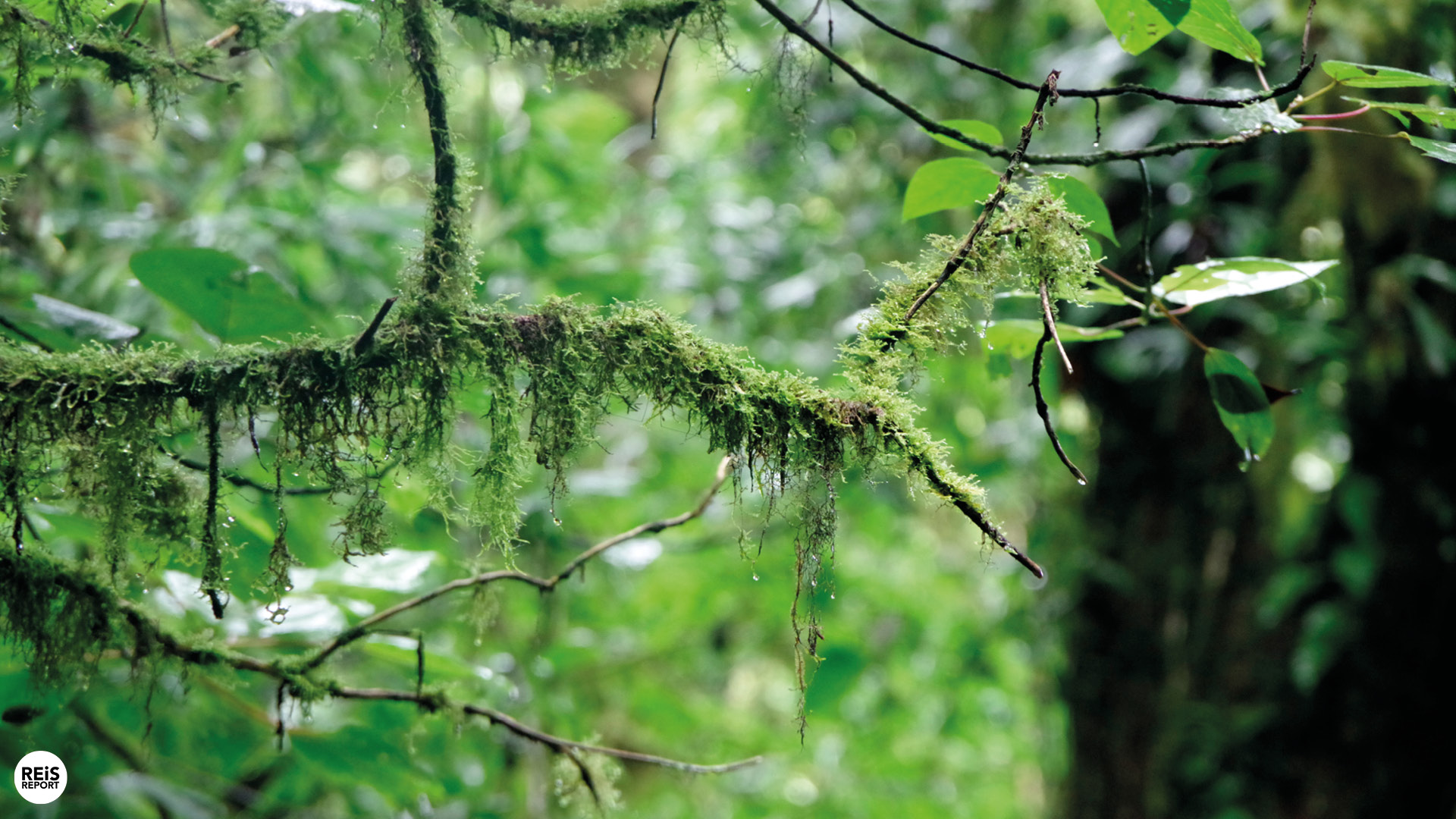 monteverde nationaal park costa rica