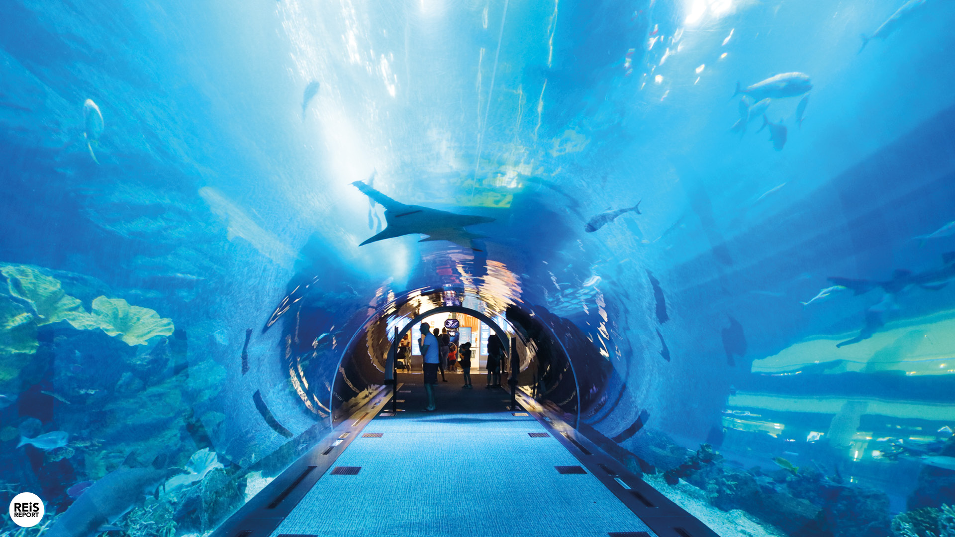 dubai aquarium