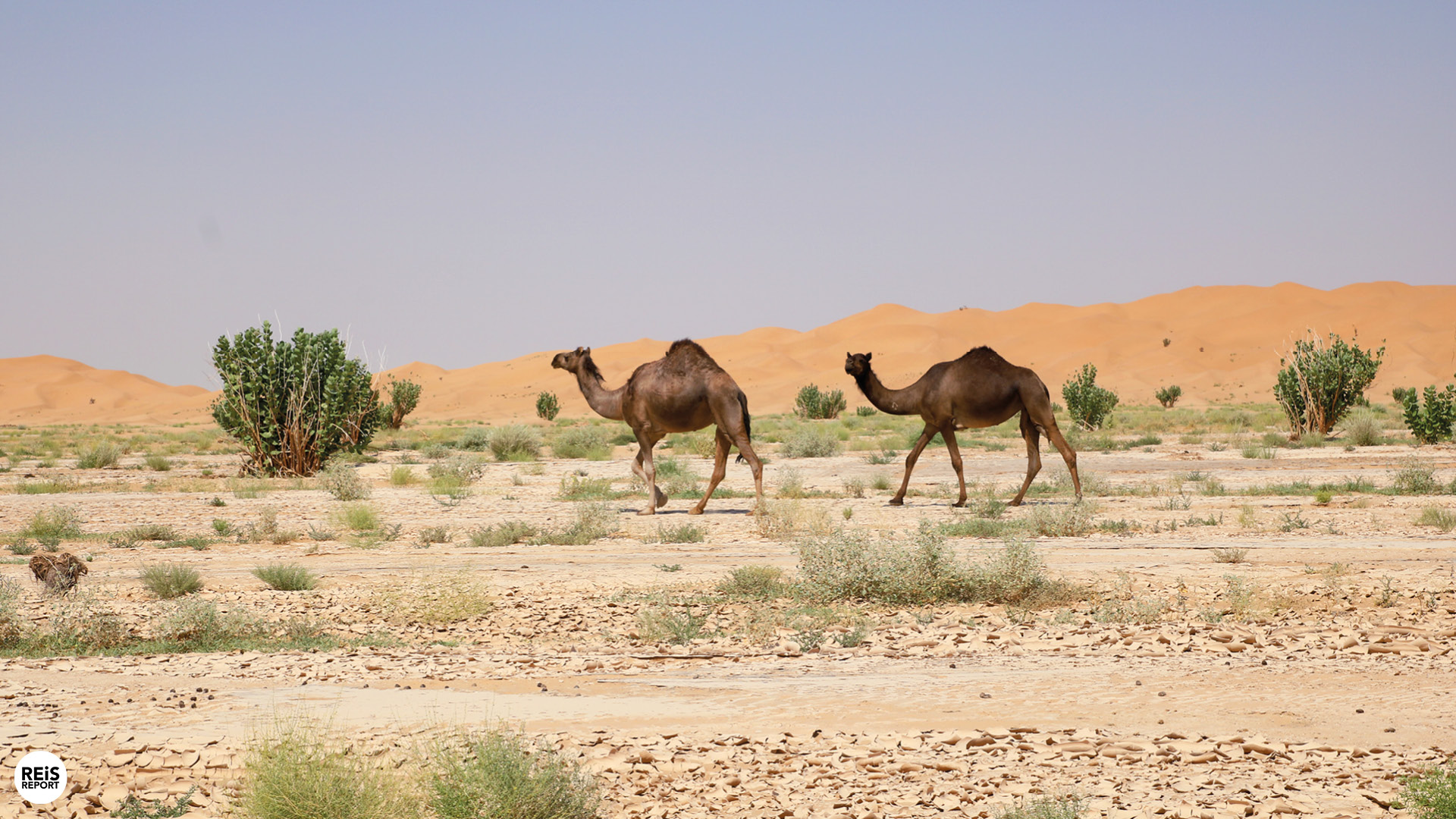 empty quarter kamperen oman