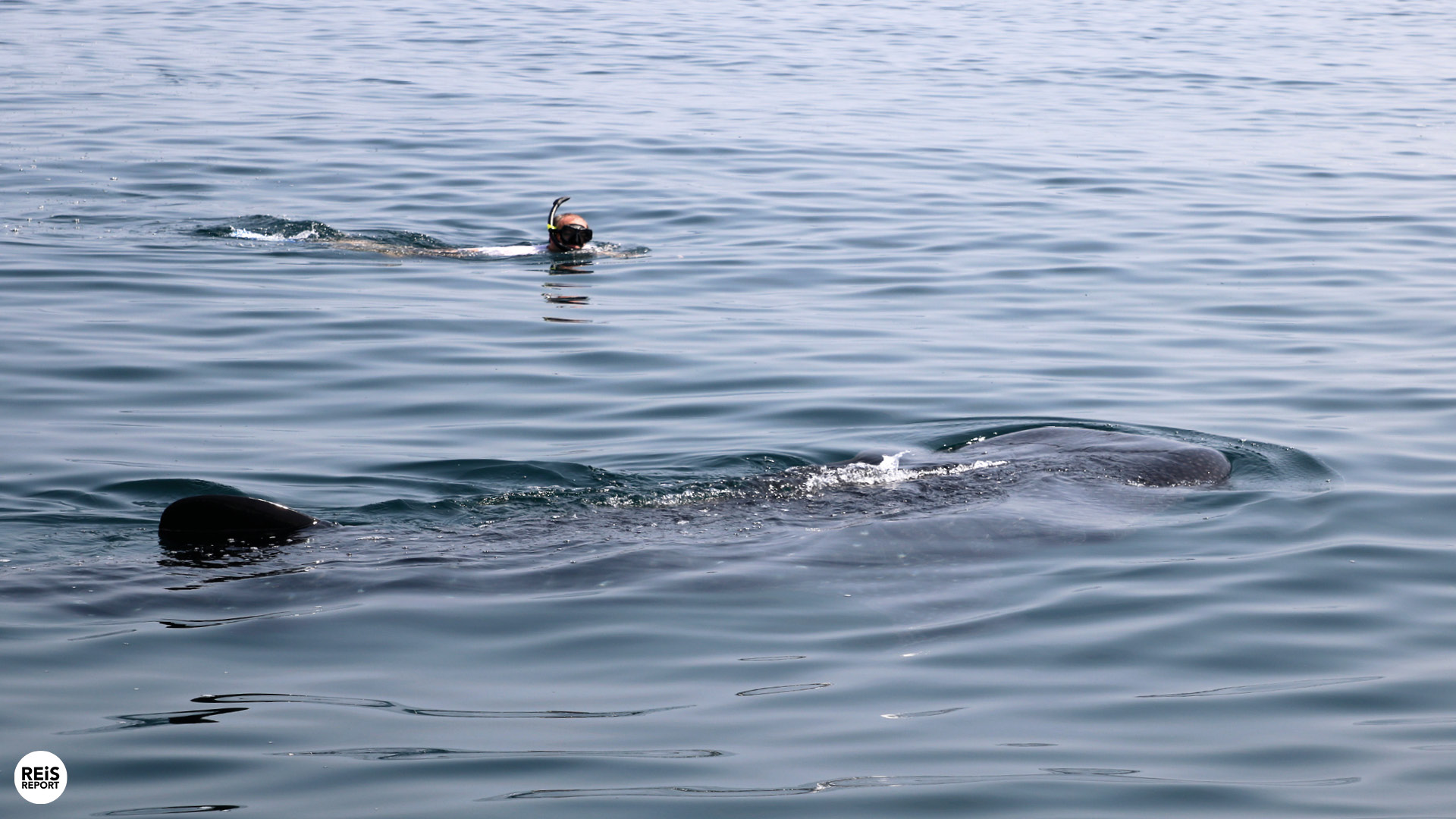 walvishaaien zwemmen muscat