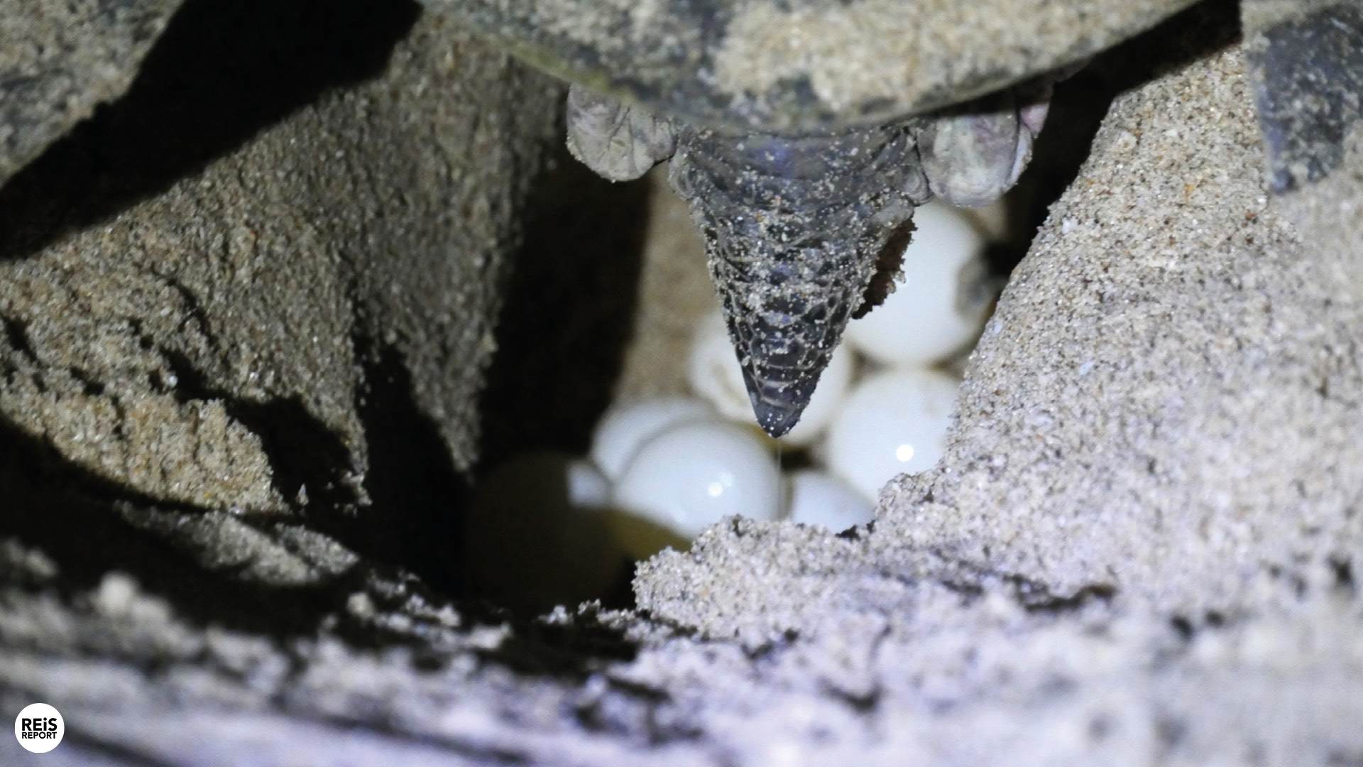 ras al jinz zeeschildpadden