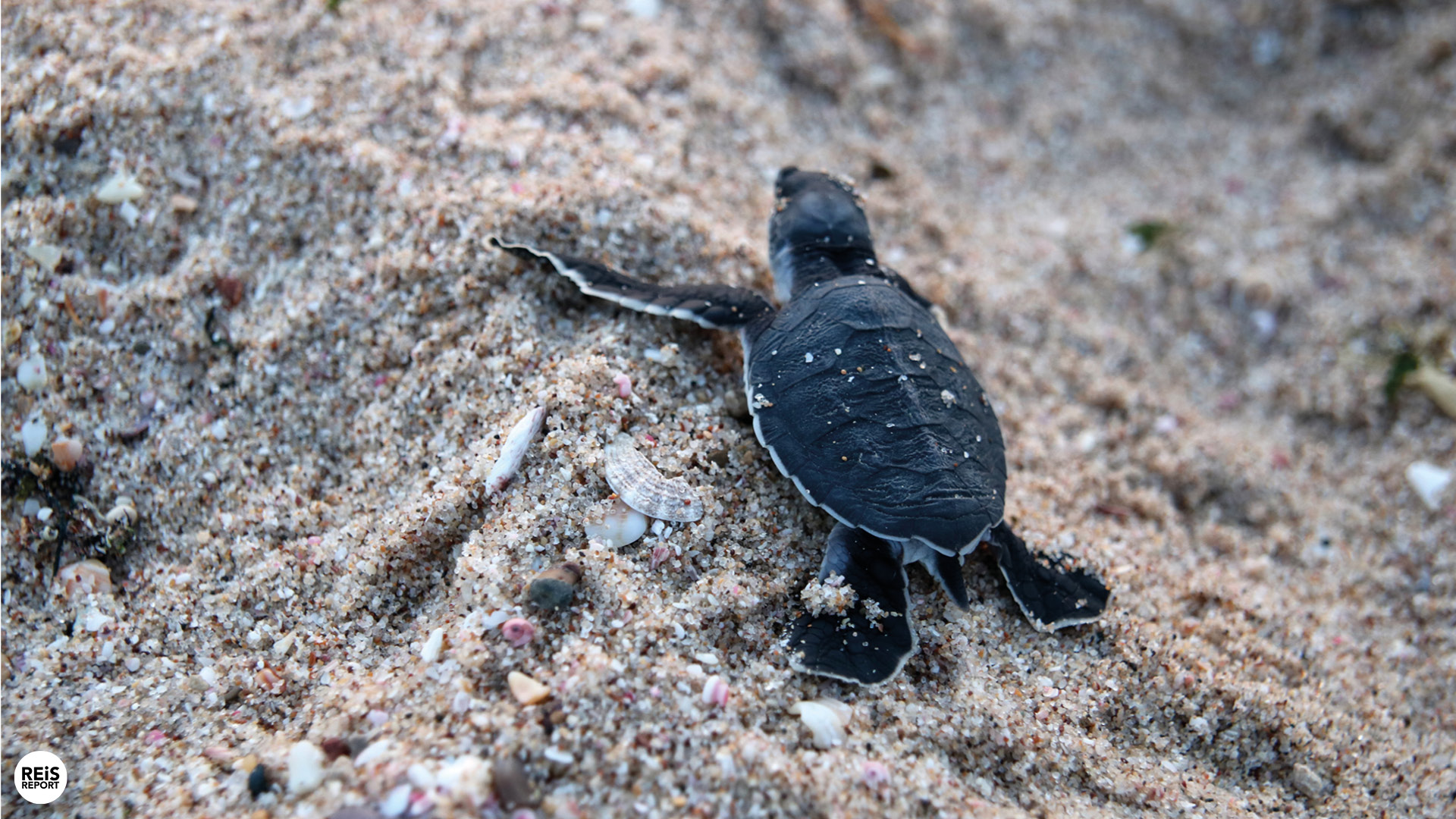 ras al jinz schildpadden