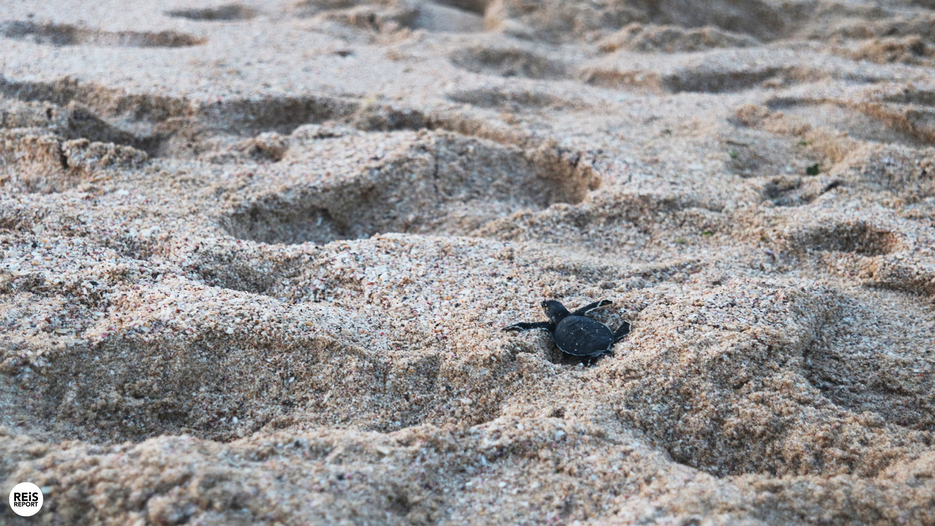 ras al jinz groene zeeschildpad