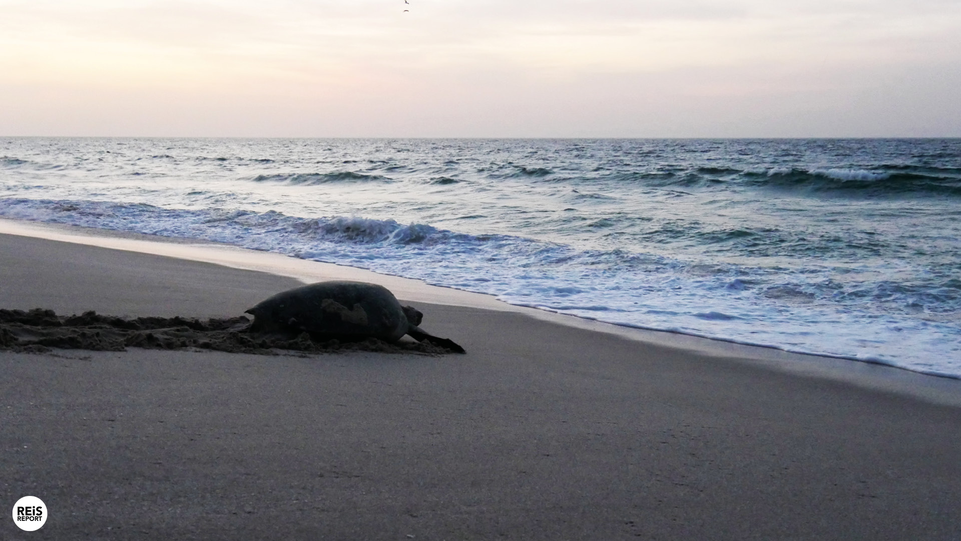 zeeschildpadden in oman