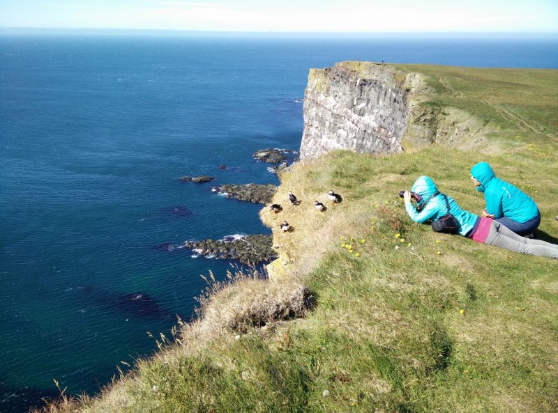 Latrabjarg - Papegaaiduikers op enkele meters